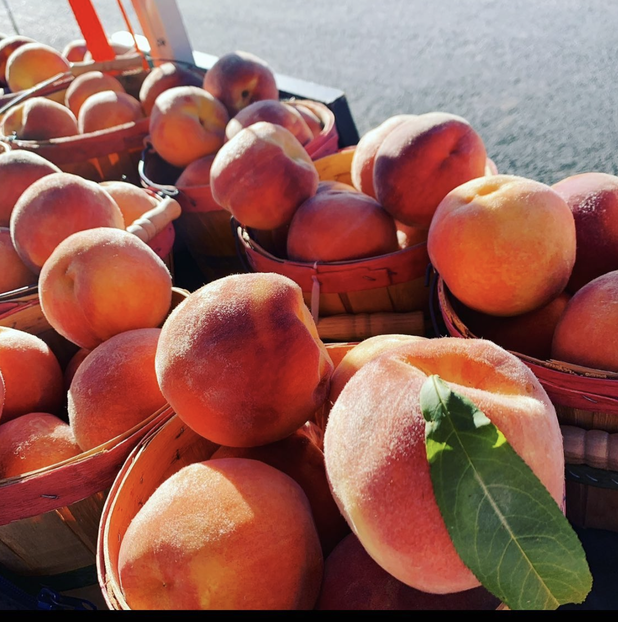 The Urban Orchard