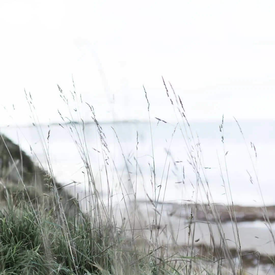 Winter wanders by the ocean 🌾 &bull;
&bull;
&bull;
#chasinglight #documentyourdays #documentaryphotography #lightinspired #seekthesimplicity #seekthelight #thehonestlens #livethelittlethings #liveforthestory #thesincerestoryteller #inspiremyinstagra
