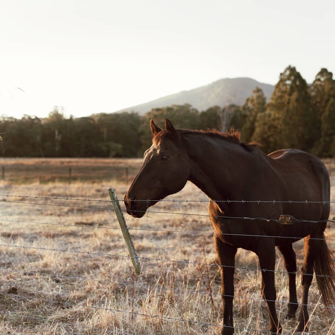 Wanders in Autumn's golden hour. 🍂 &bull;
&bull;
&bull;
#embracingtheseasons #autumn #chasingautumn #goldenhour #documentyourdays #stayhome #stayandwander #nothingisordinary #peoplescreatives #gowildandslow #fromwhereistand #wandervictoria #rurallif