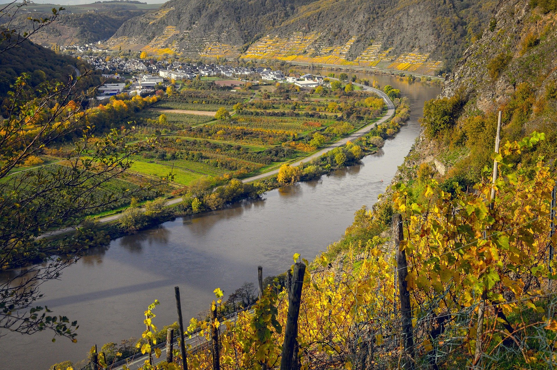 tama66-vineyards-4666055_1920.jpg