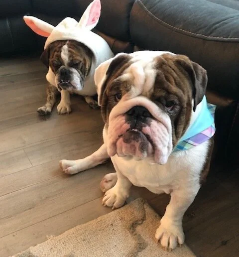 Bully Bunnies Mina & Gotti
