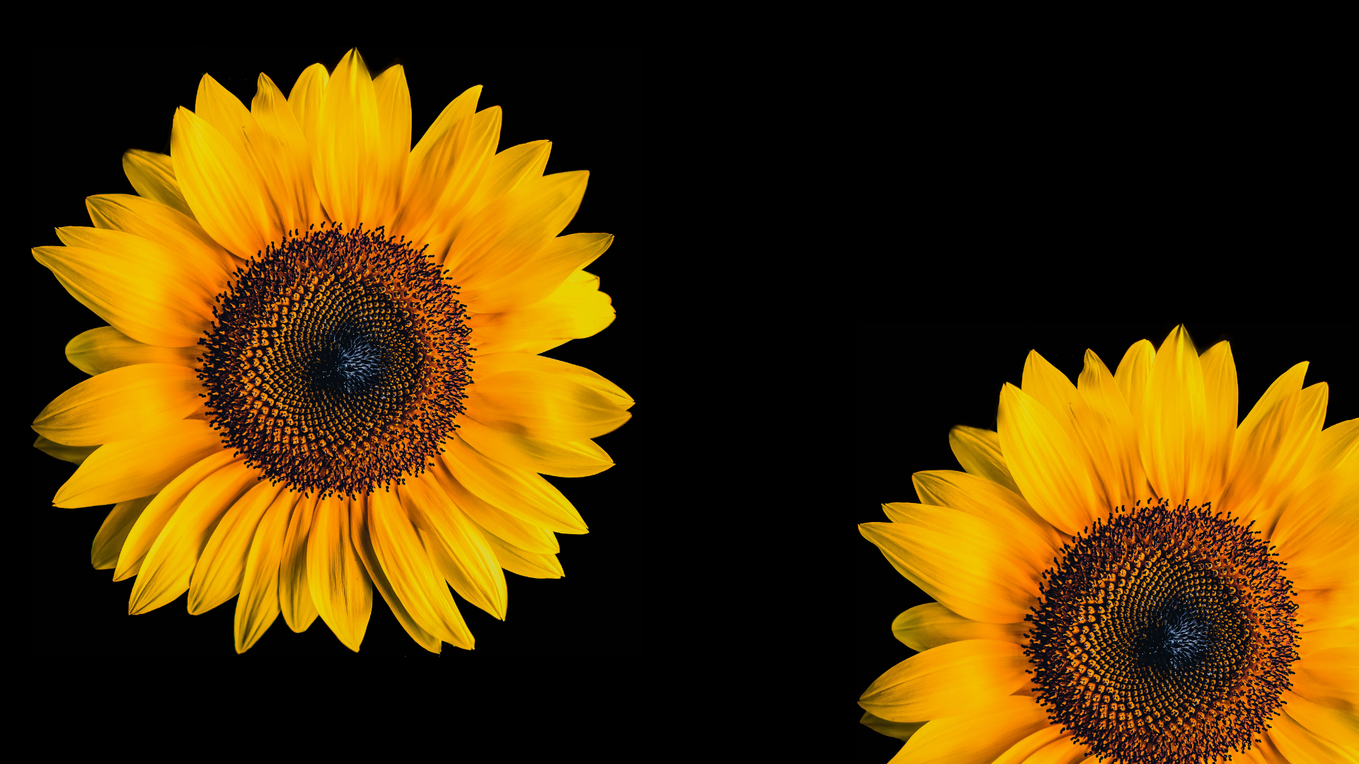 mom_sunflower.png