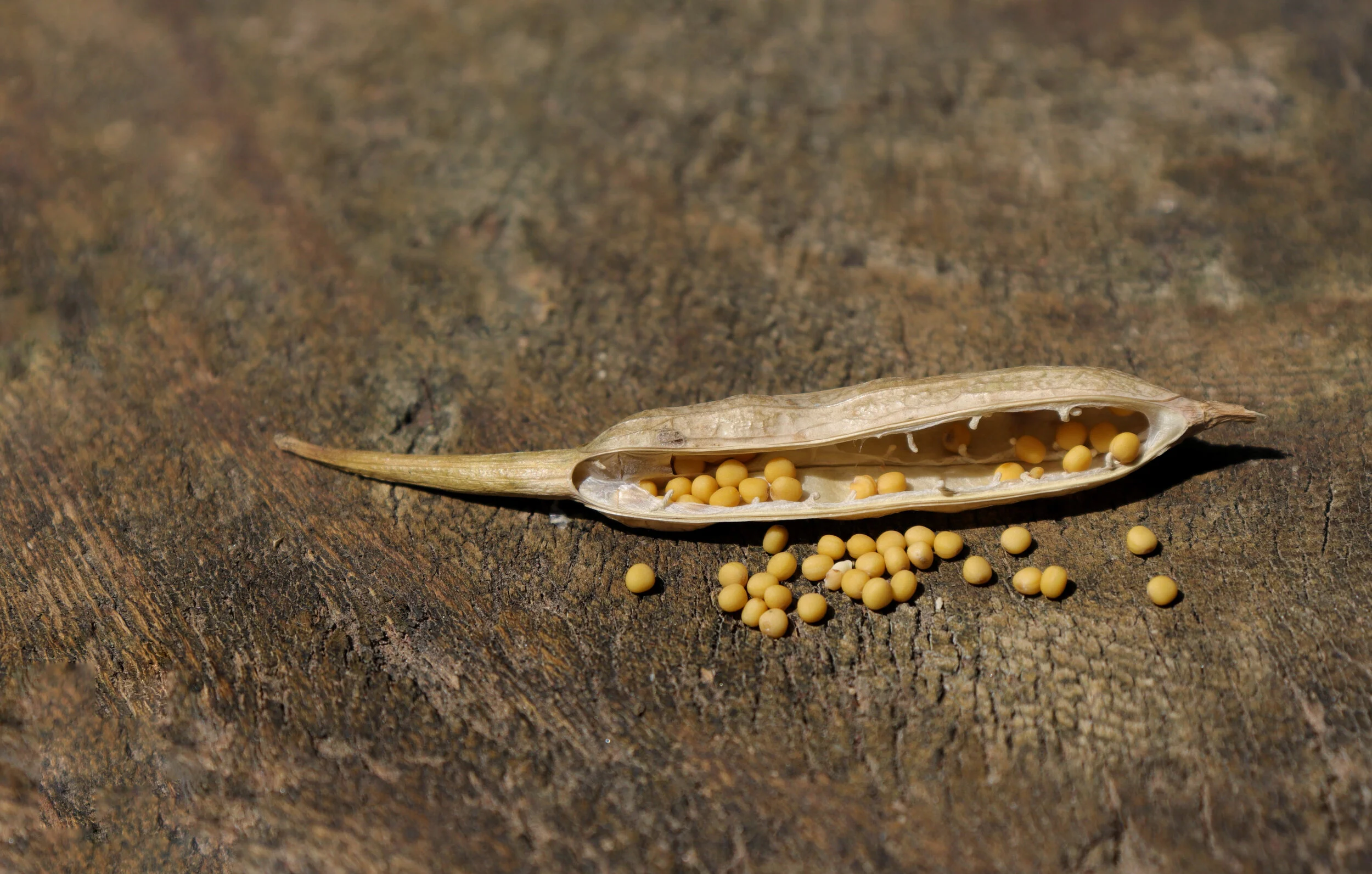 Mustard Seed dry pod on wood.jpeg