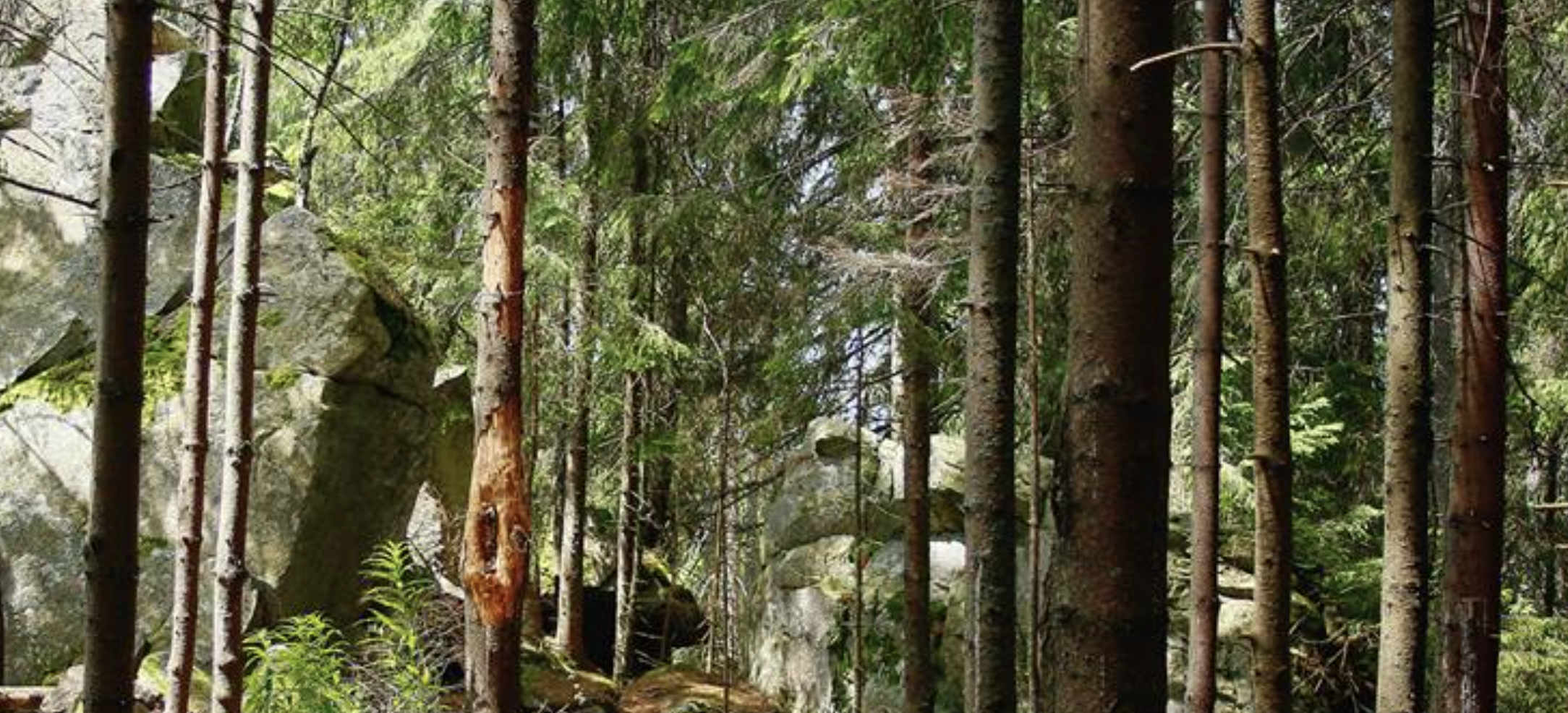 Carpathians 4.png