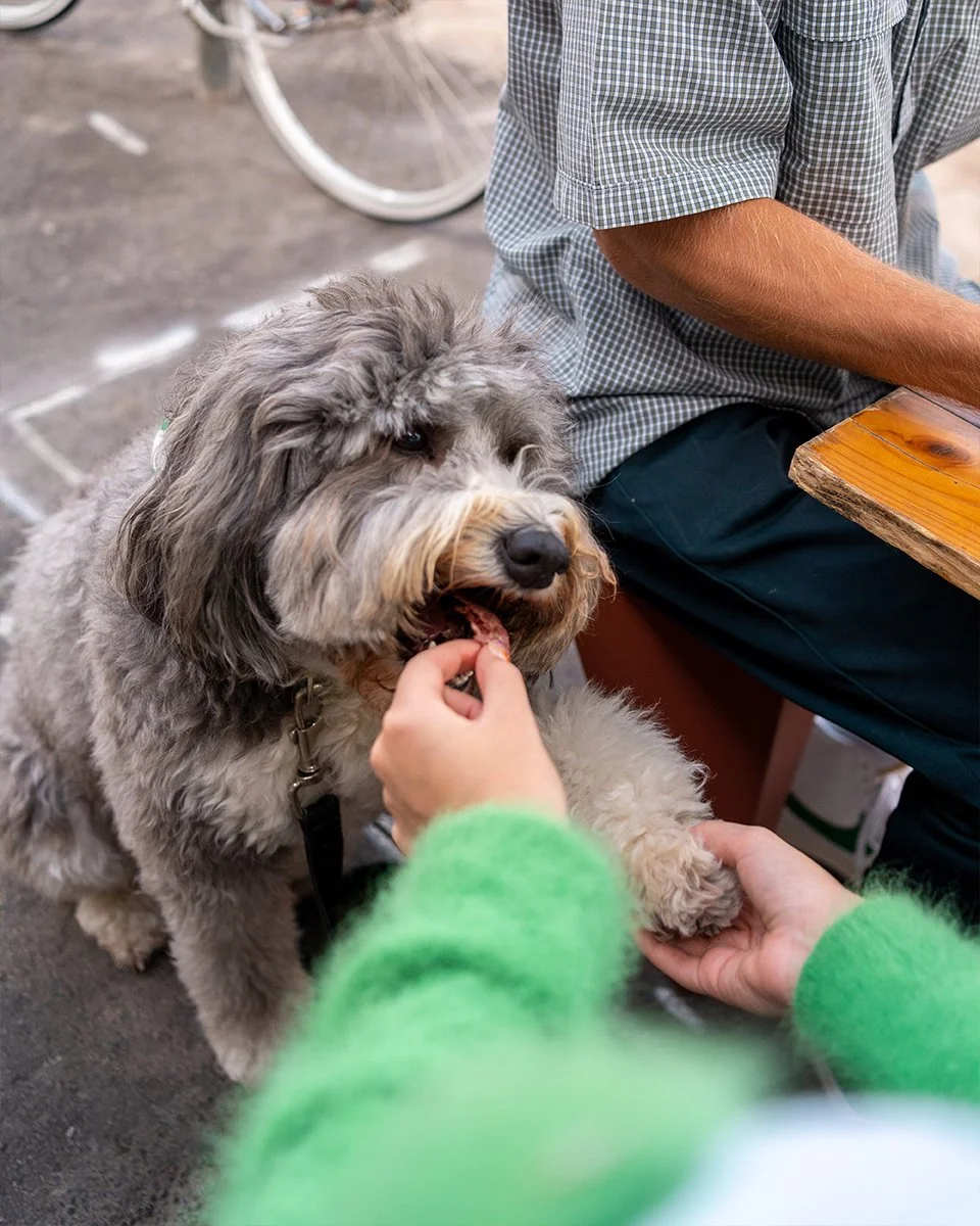 cute dog being fed by hand