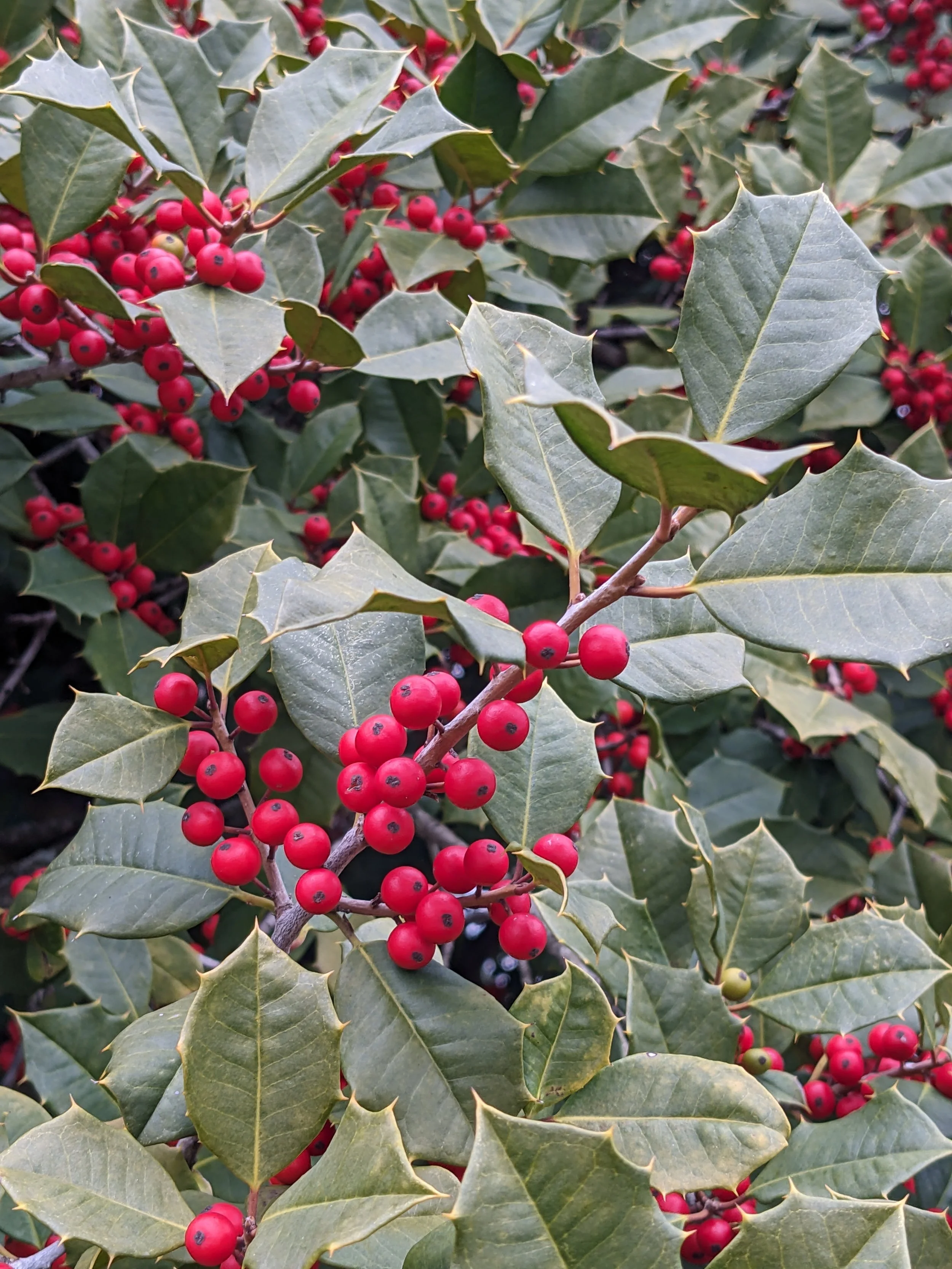 The Twelve Days of Christmas: Day 3