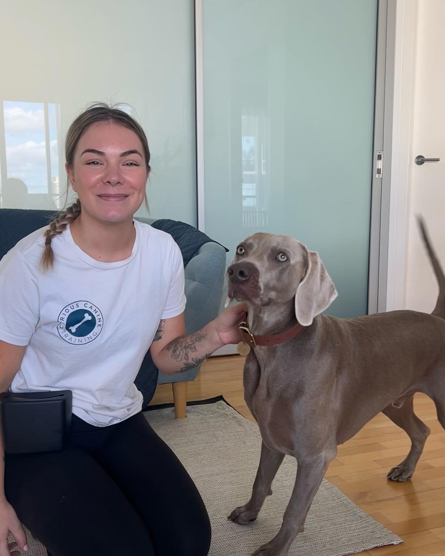 We&rsquo;ll just get a quick pic before I go &hellip; Weimaraner edition🤝

It&rsquo;s was so lovely to meet @bowie.the.weimaraner and his pet parents today to start the week after a long weekend break 🐣

He unfortunately didn&rsquo;t have the best 