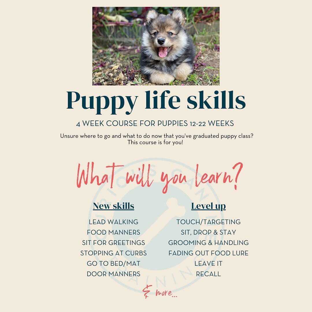 📢 NEW CLASS ALERT ‼️ 

We&rsquo;re so excited to announce our first new class&hellip; LIFE SKILLS CLASS FOR PUPPIES! 

This class has been designed for puppy owners in mind that have finished puppy class and want to continue to develop skills learnt