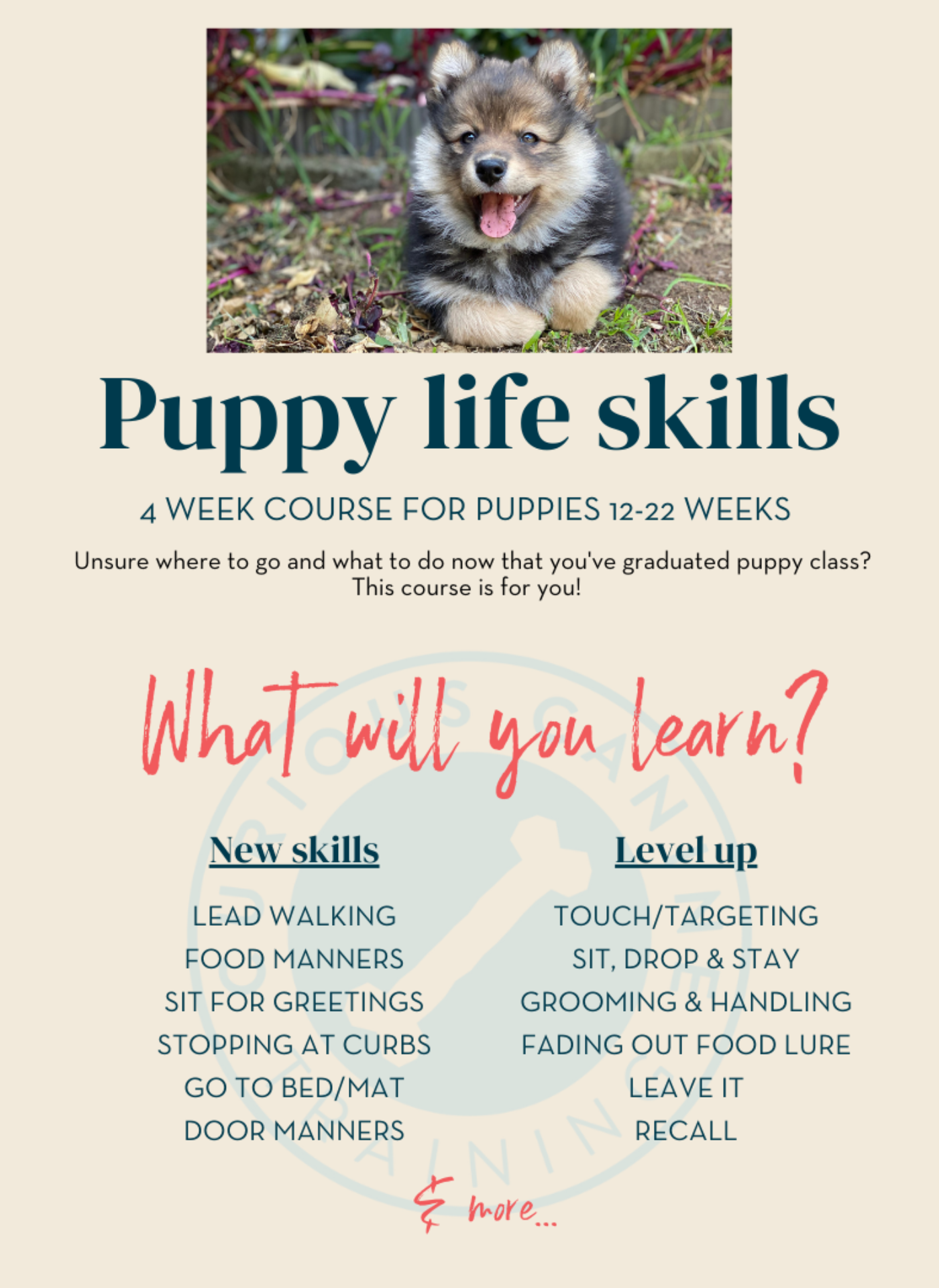 Dog Training Group Classes — Curious Canine Training