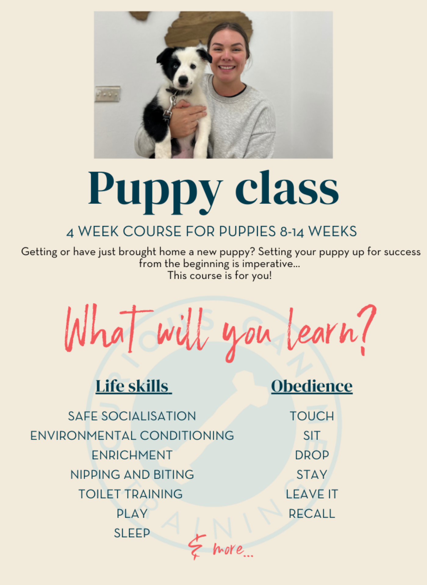 Dog Training Group Classes — Curious Canine Training