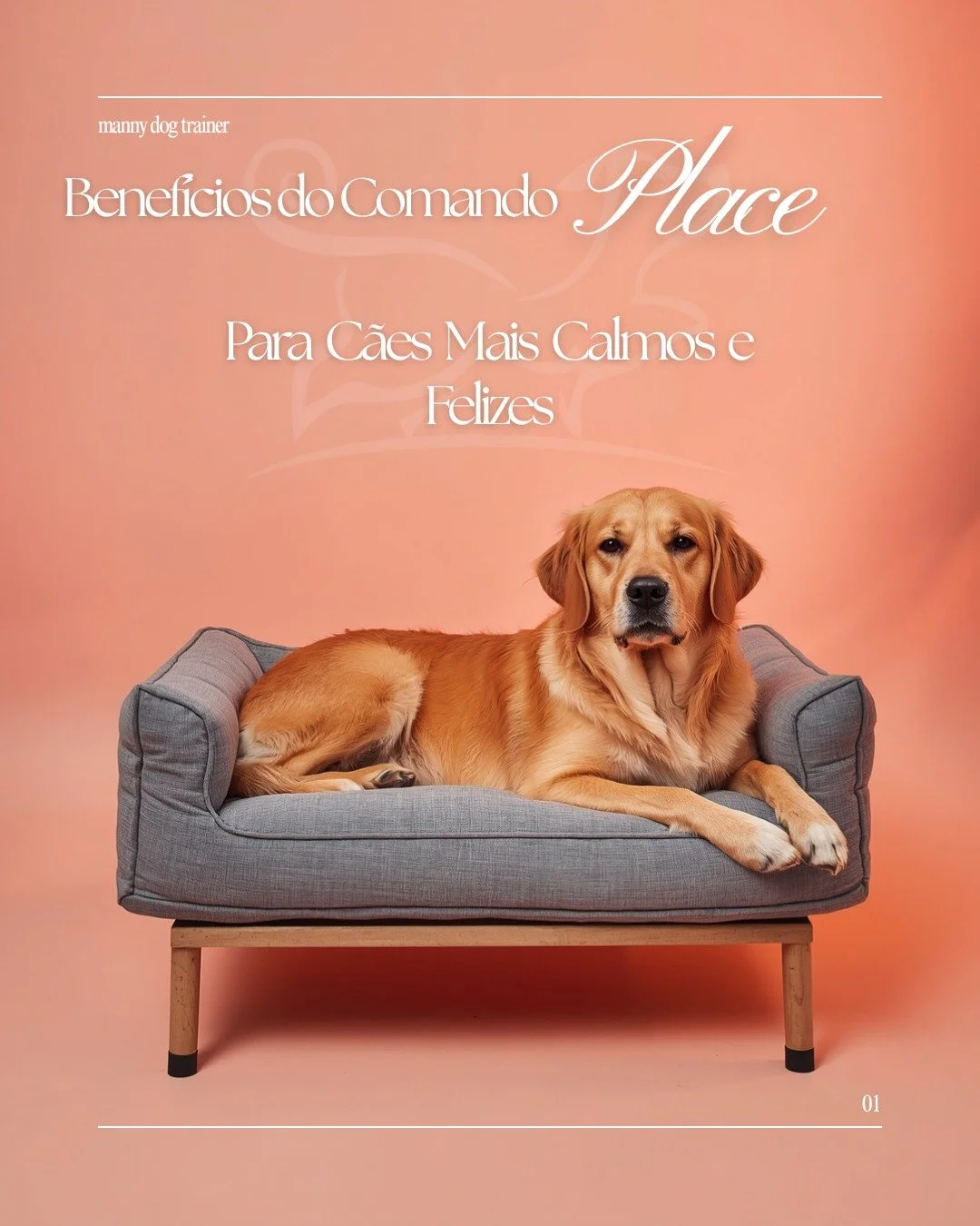 Se o seu c&atilde;o n&atilde;o consegue relaxar, vive agitado ou n&atilde;o sabe a hora de &ldquo;desligar&rdquo;&hellip; o problema n&atilde;o &eacute; energia &mdash; &eacute; falta de dire&ccedil;&atilde;o.

O comando place para c&atilde;es &eacut