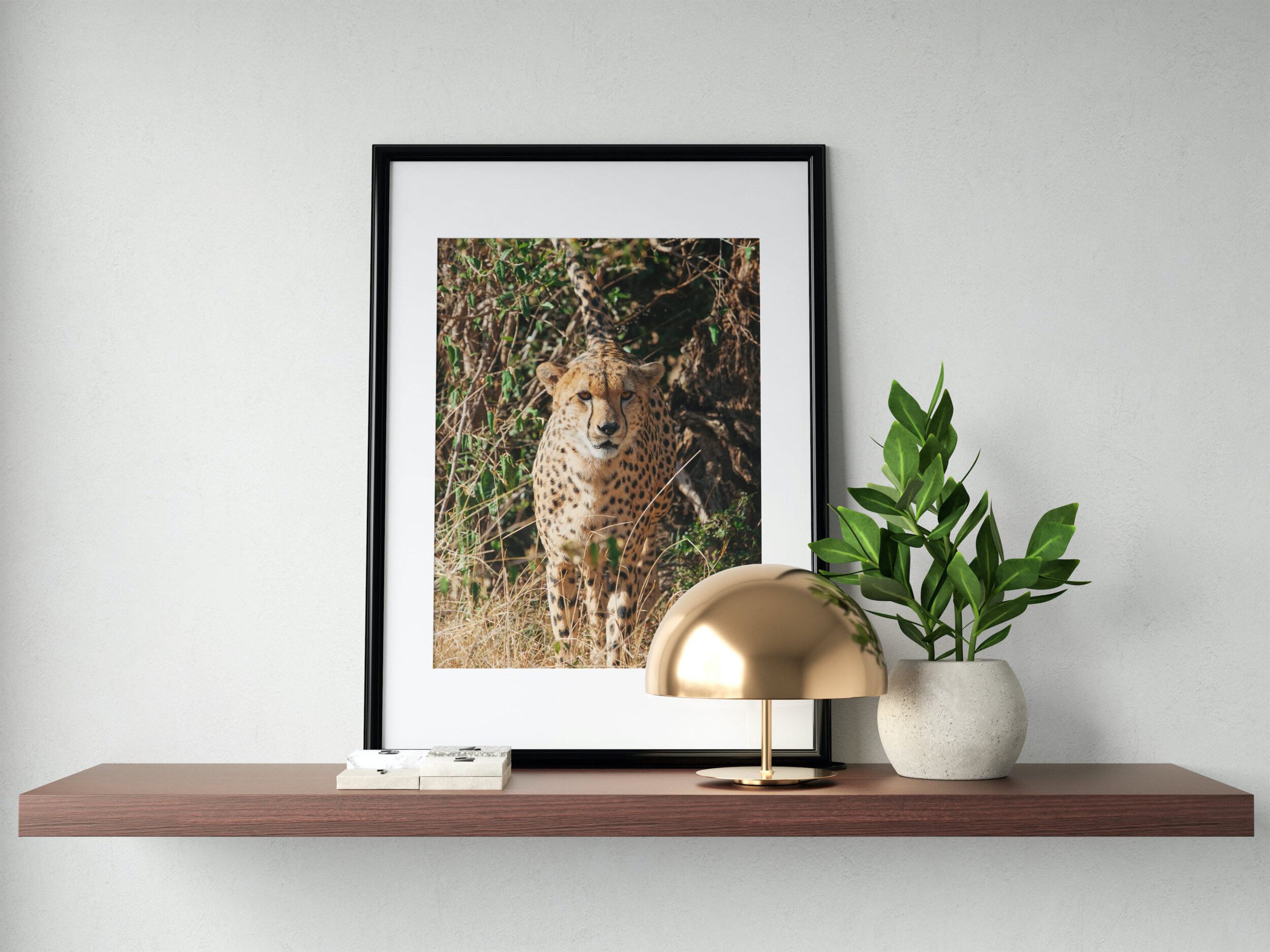 Cat In The Wild - Cheetah
