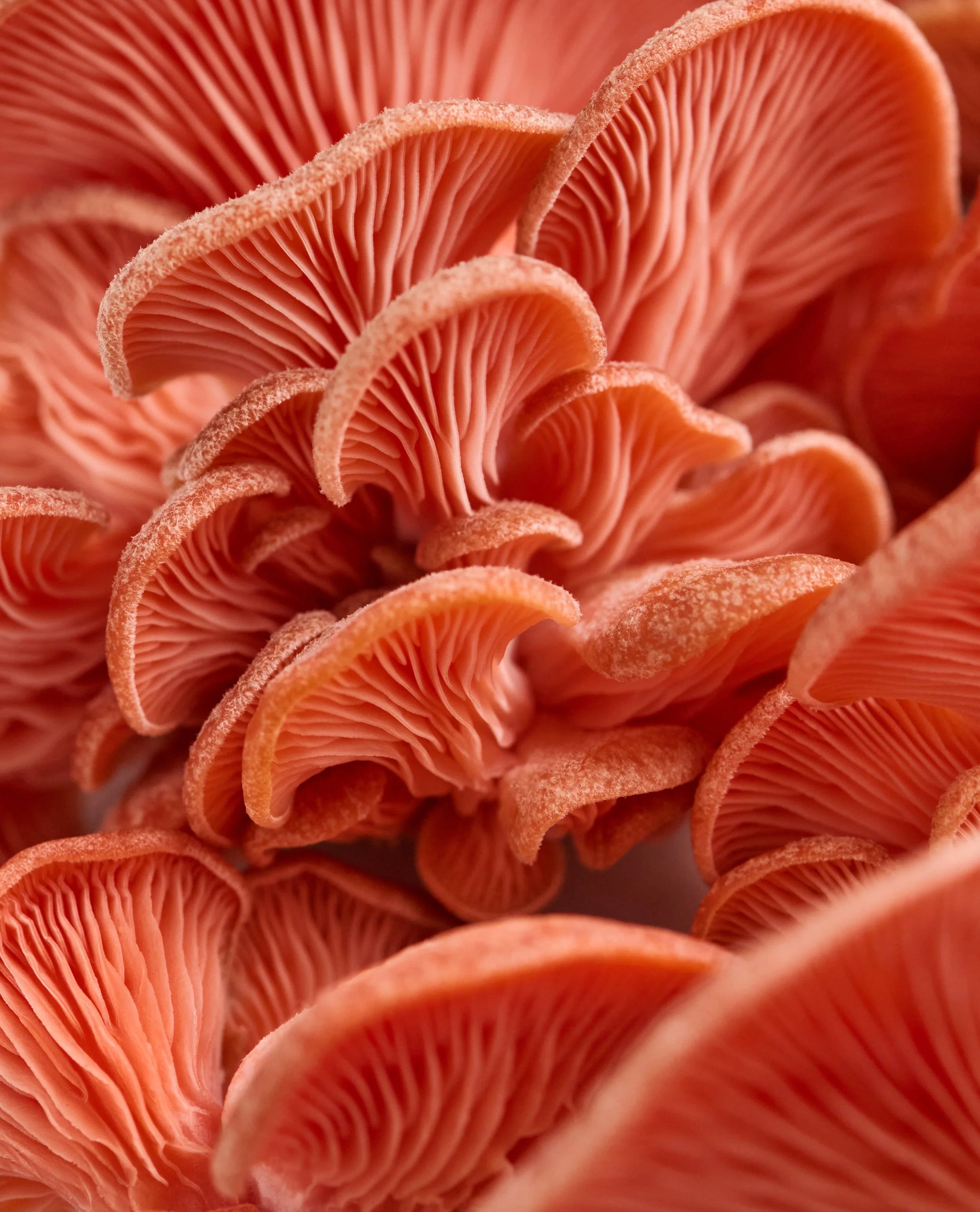 TM_Extra Recipes_Pink Mushrooms_571.jpg
