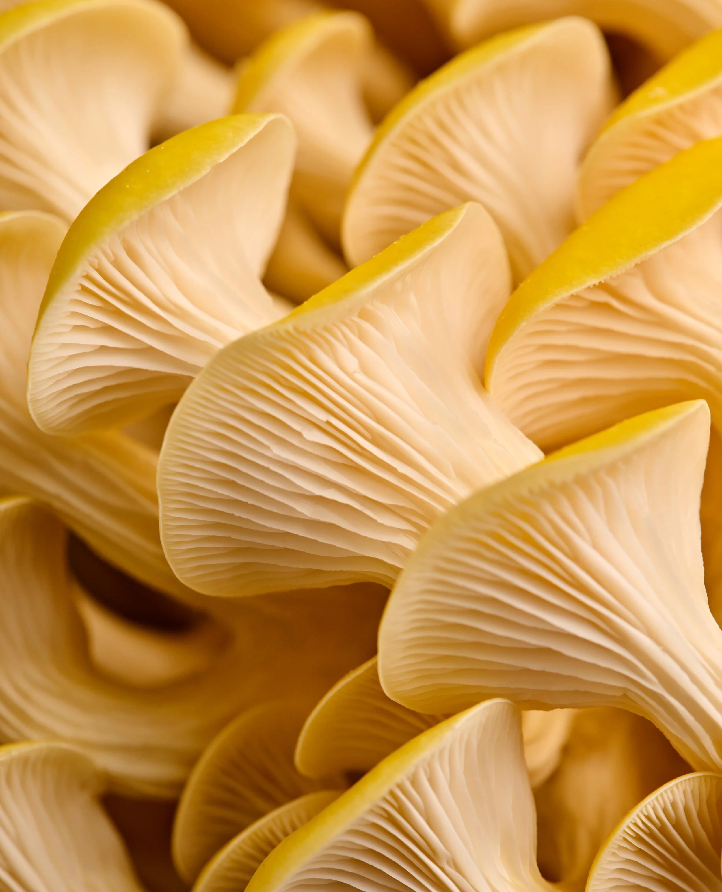 TM_Extra Recipes_Mushroom Incidentals_593.jpg