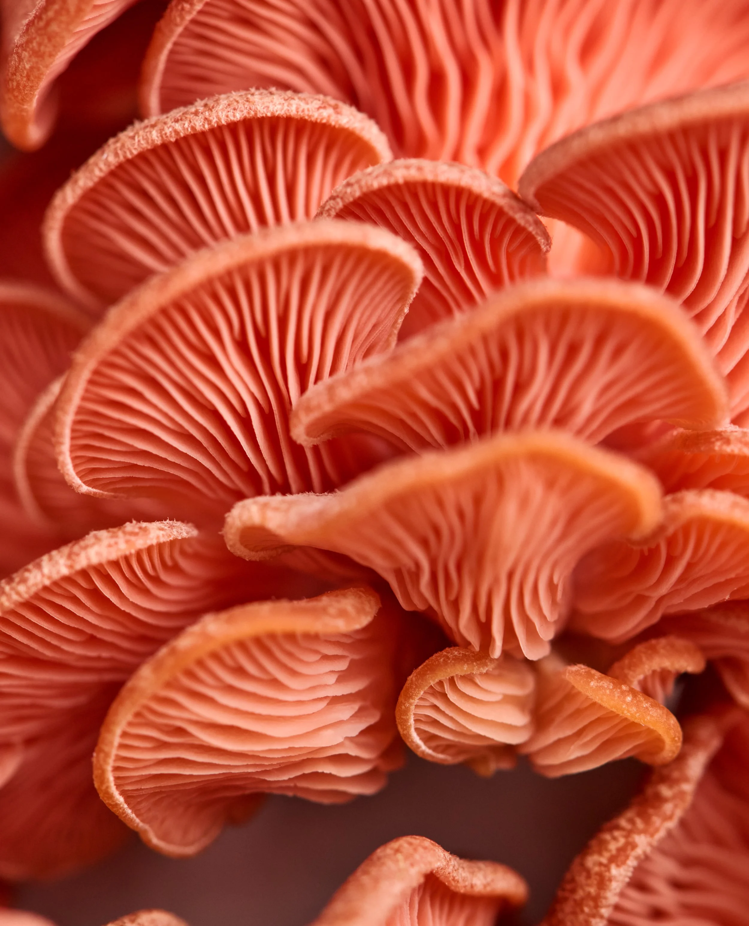 TM_Extra Recipes_Pink Mushrooms_584.jpg