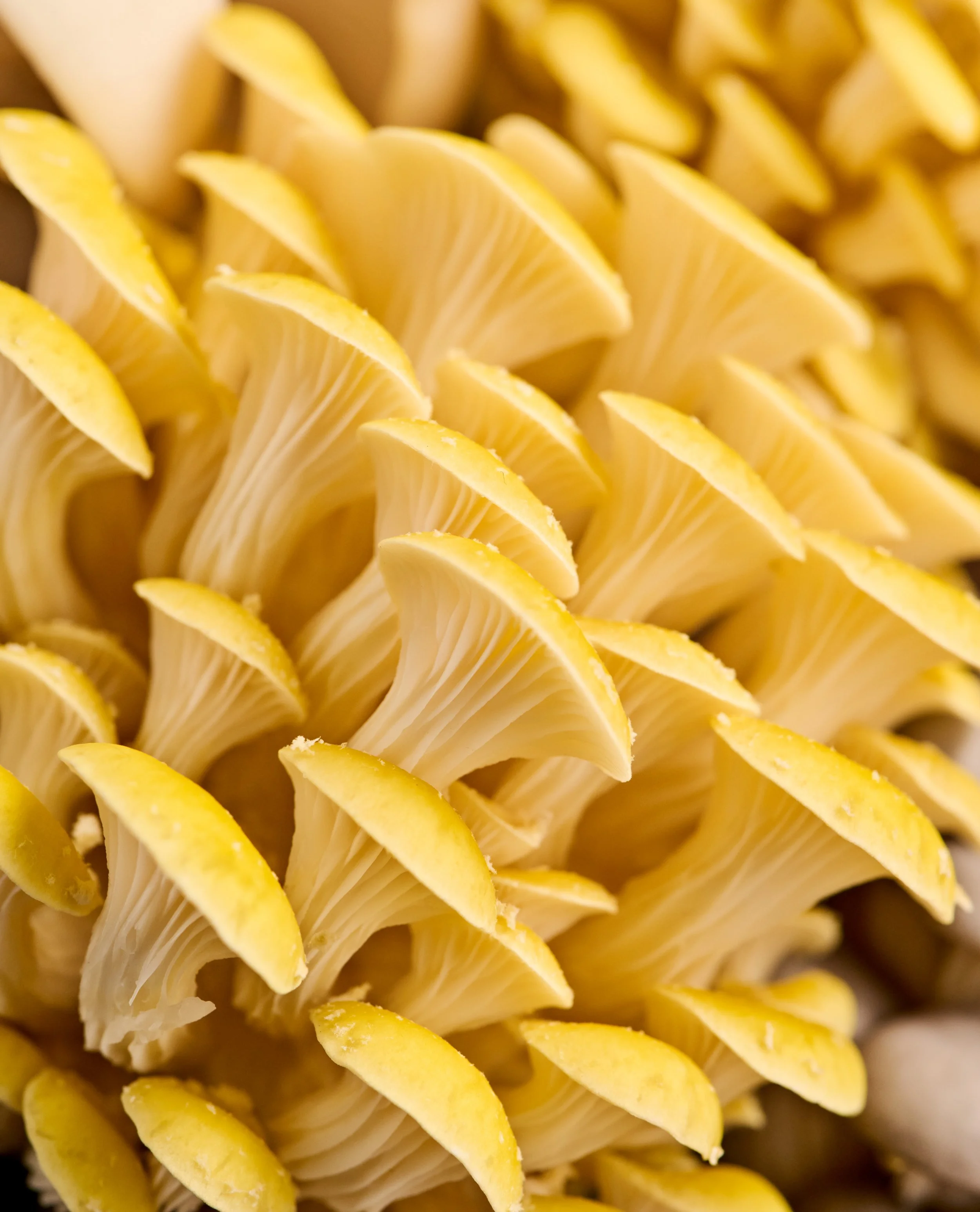 TM_Extra Recipes_Mushroom Incidentals_597.jpg