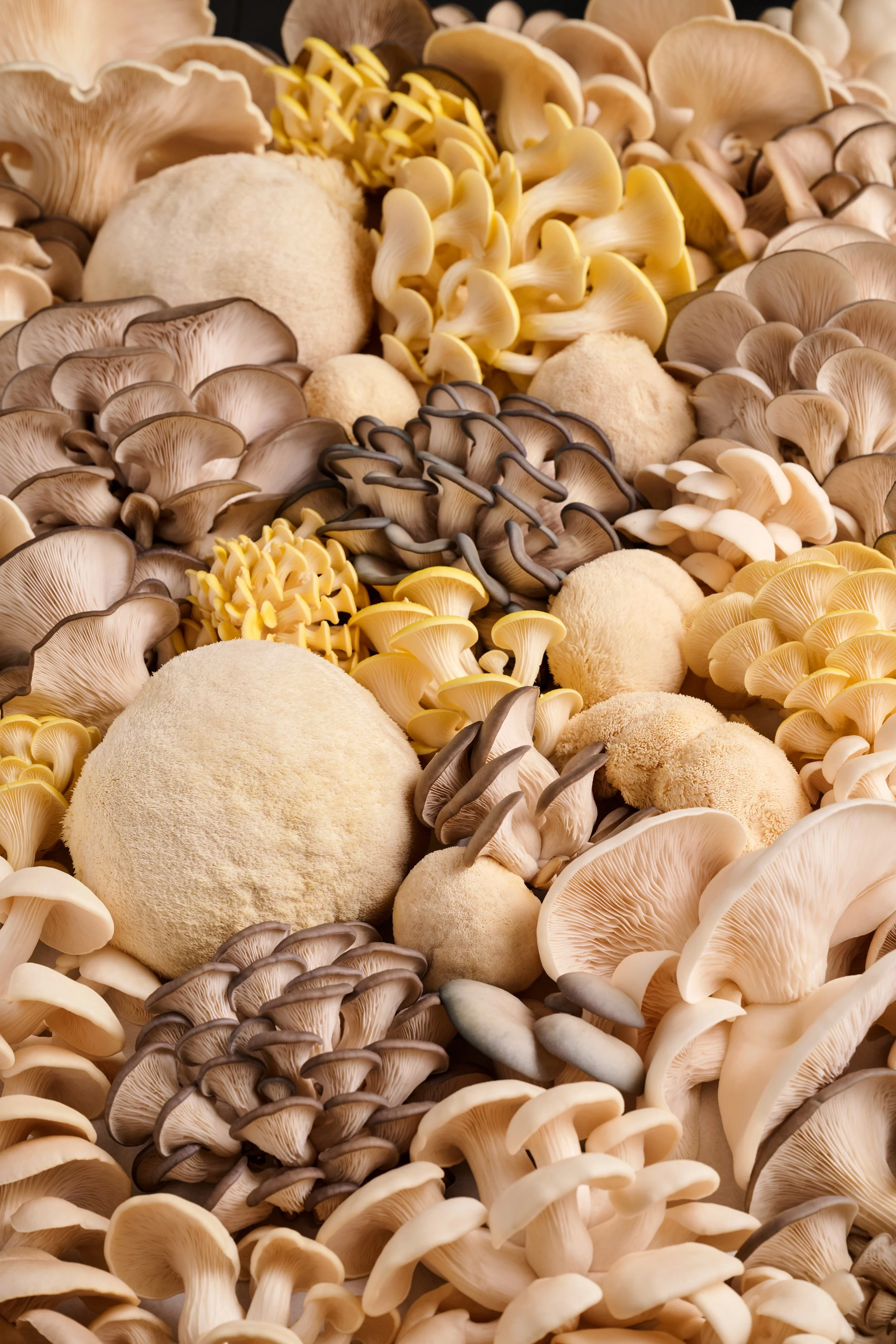 Mushroomery_Lion's mane project_1_992.jpg