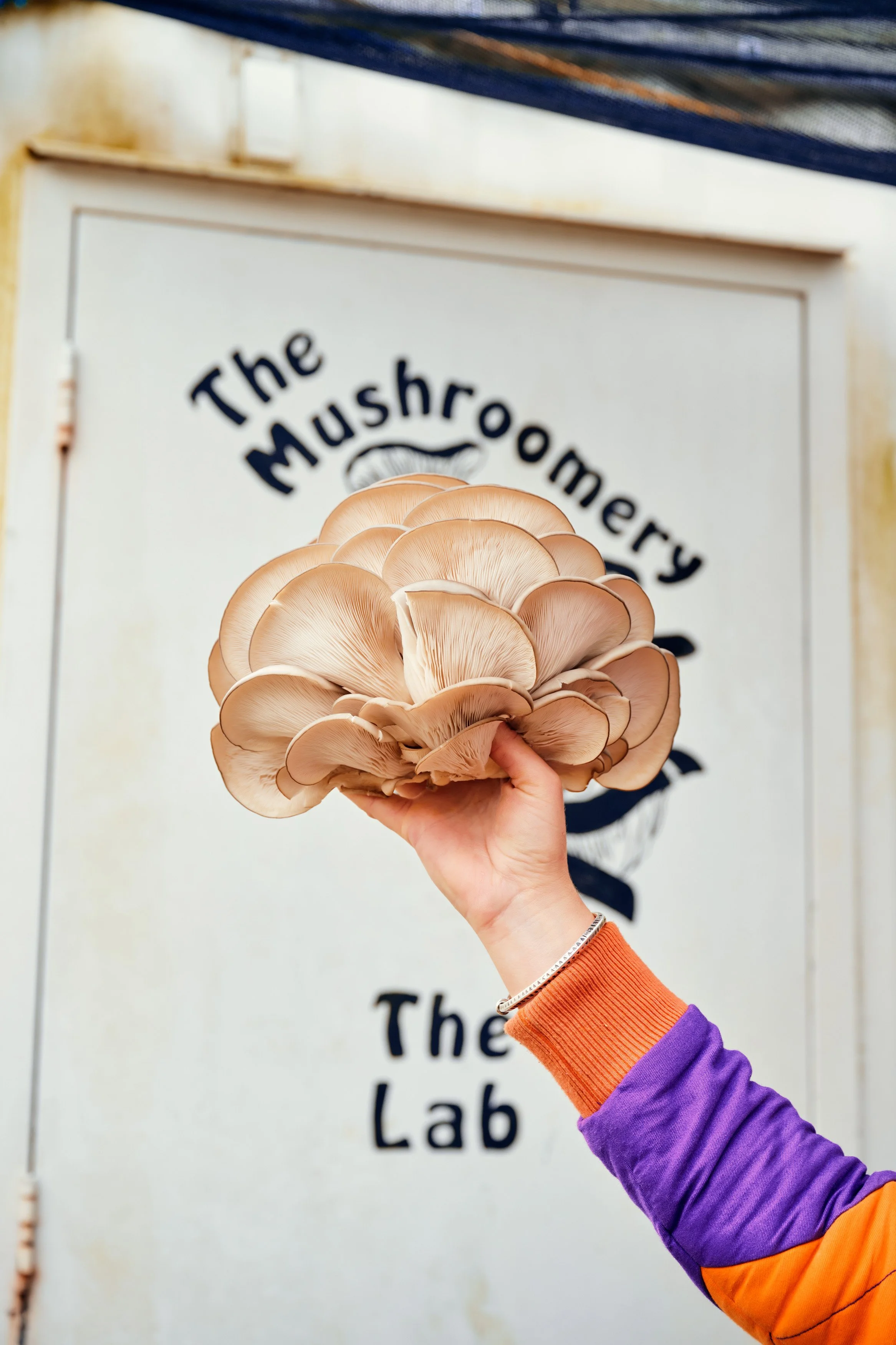 Mushroomery_Lion's mane project_1_1019.jpg