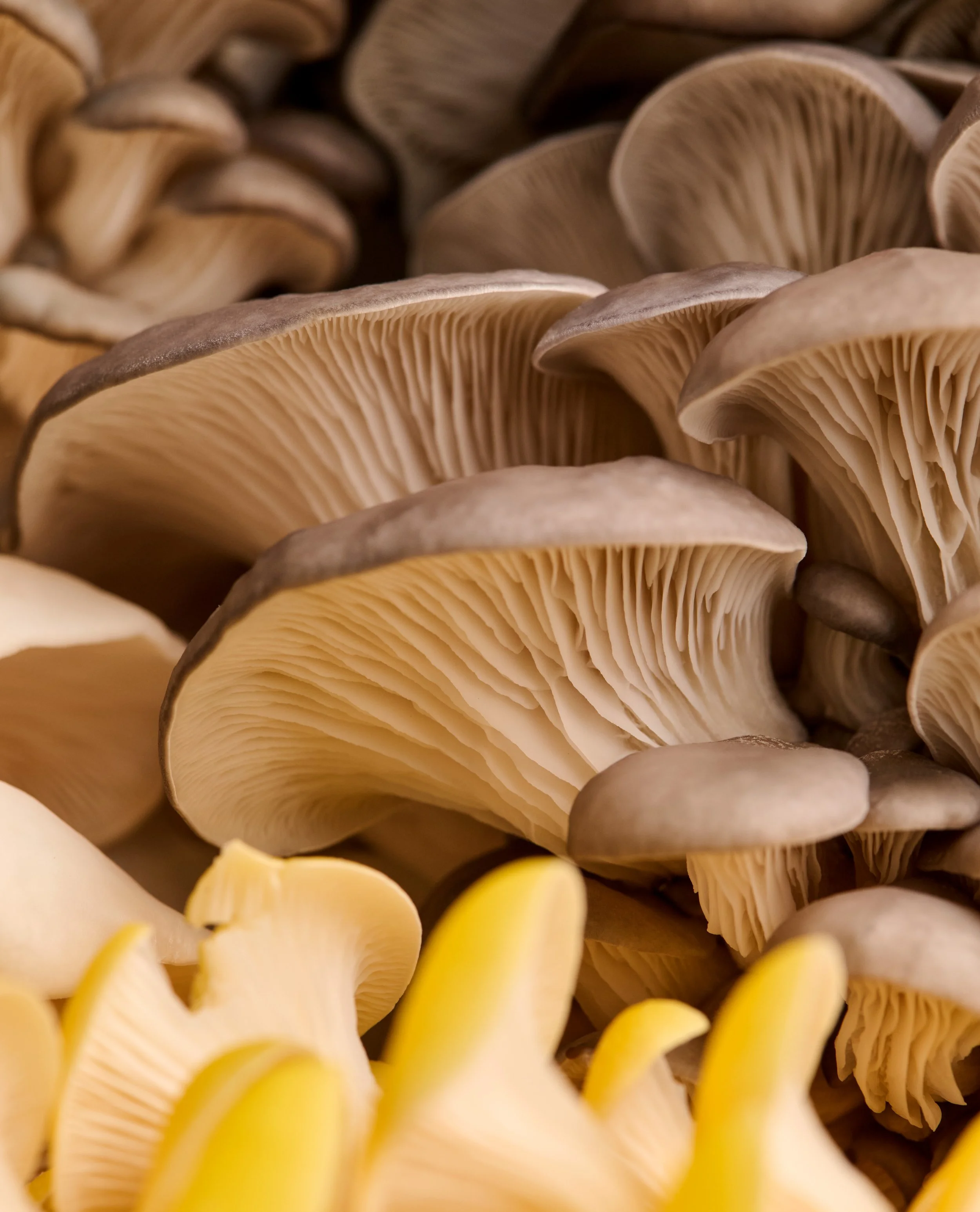 TM_Extra Recipes_Mushroom Incidentals_588.jpg