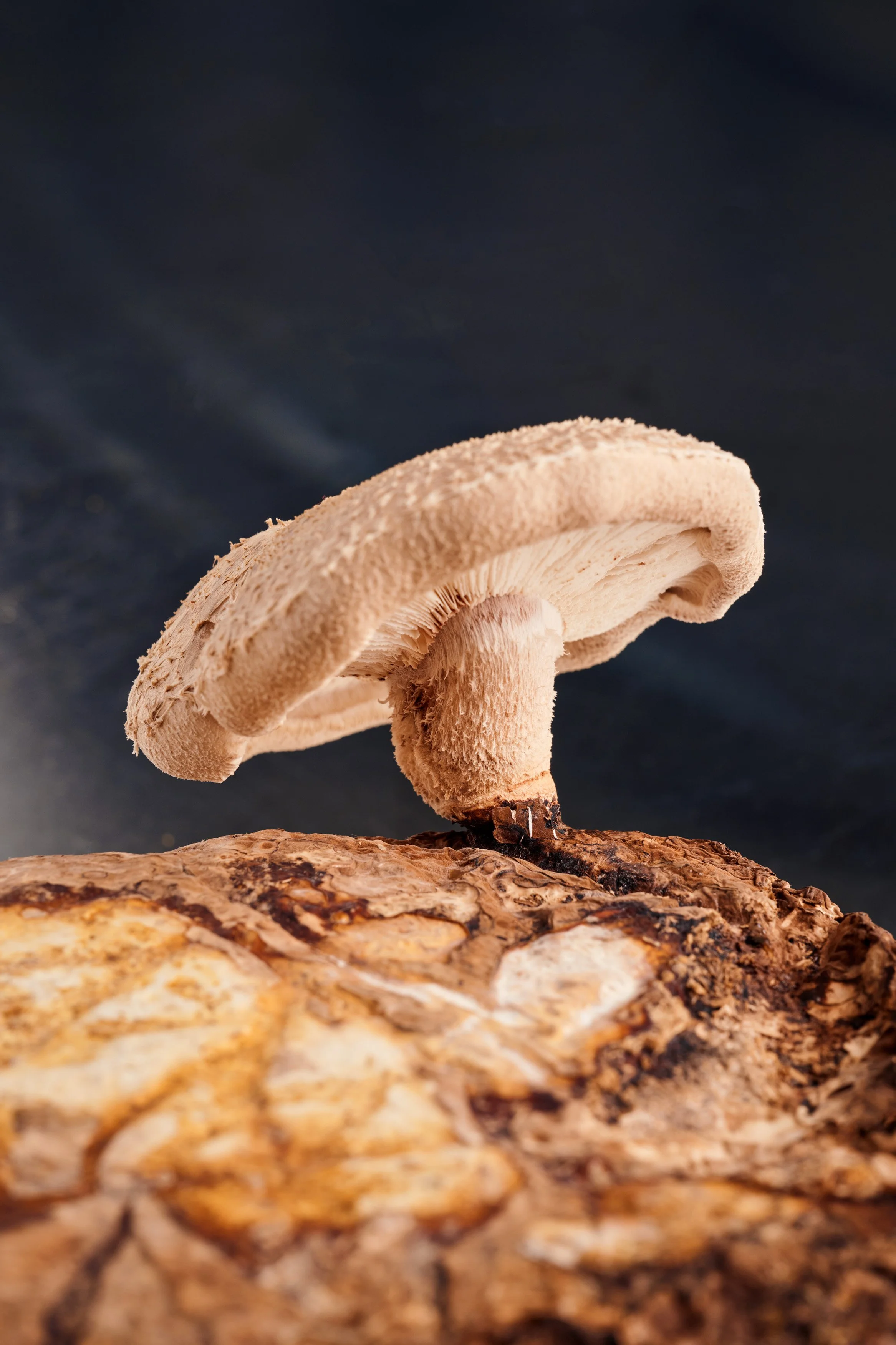Mushroomery_Lion's mane project_1_1043.jpg