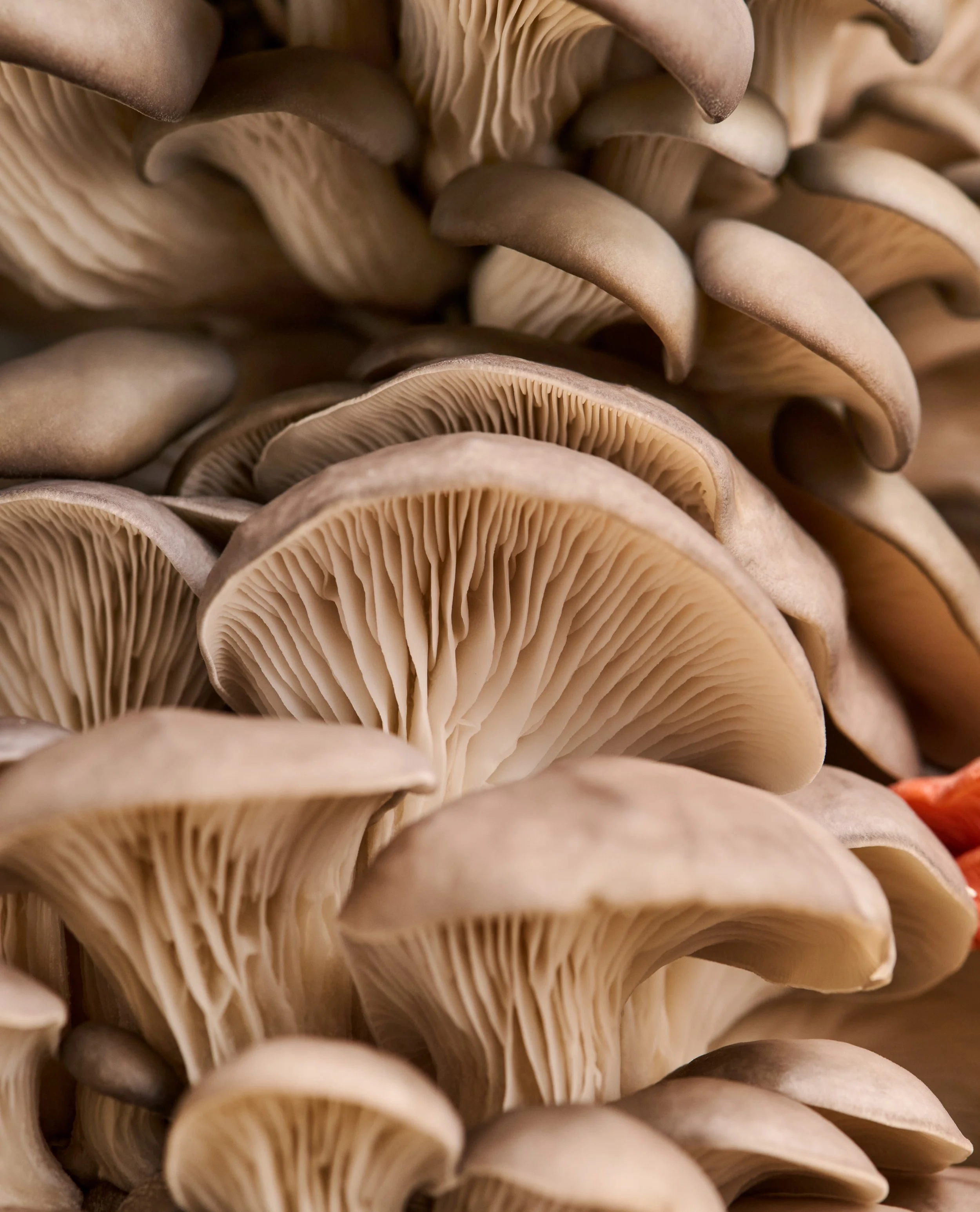 TM_Extra Recipes_Mushroom Incidentals_587.jpg