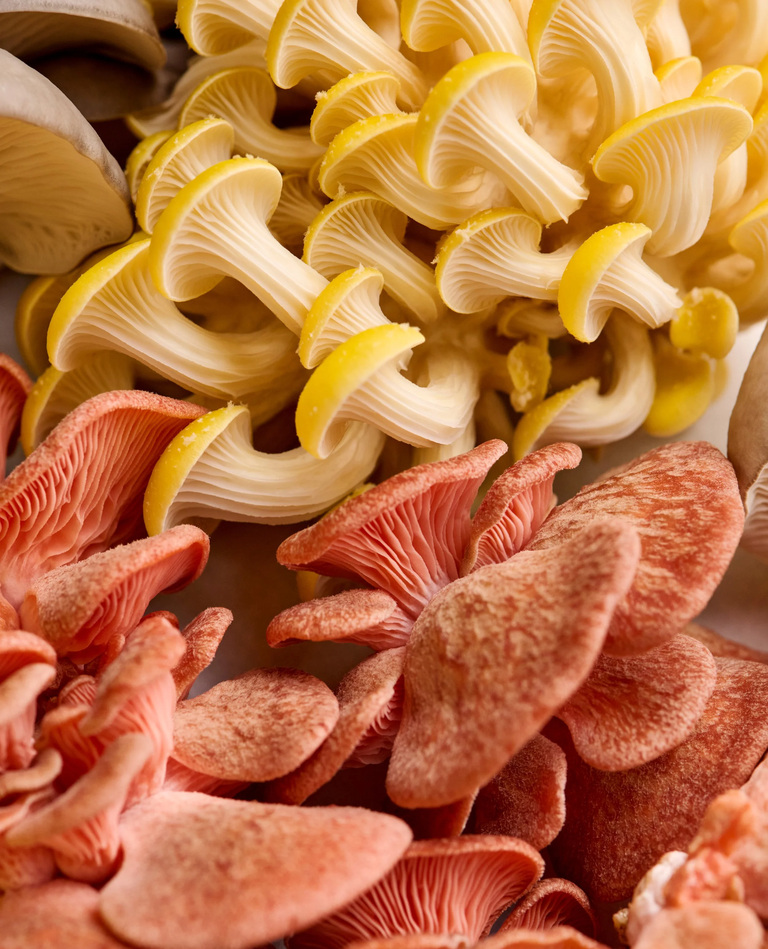 TM_Extra Recipes_Mushroom Incidentals_589.jpg