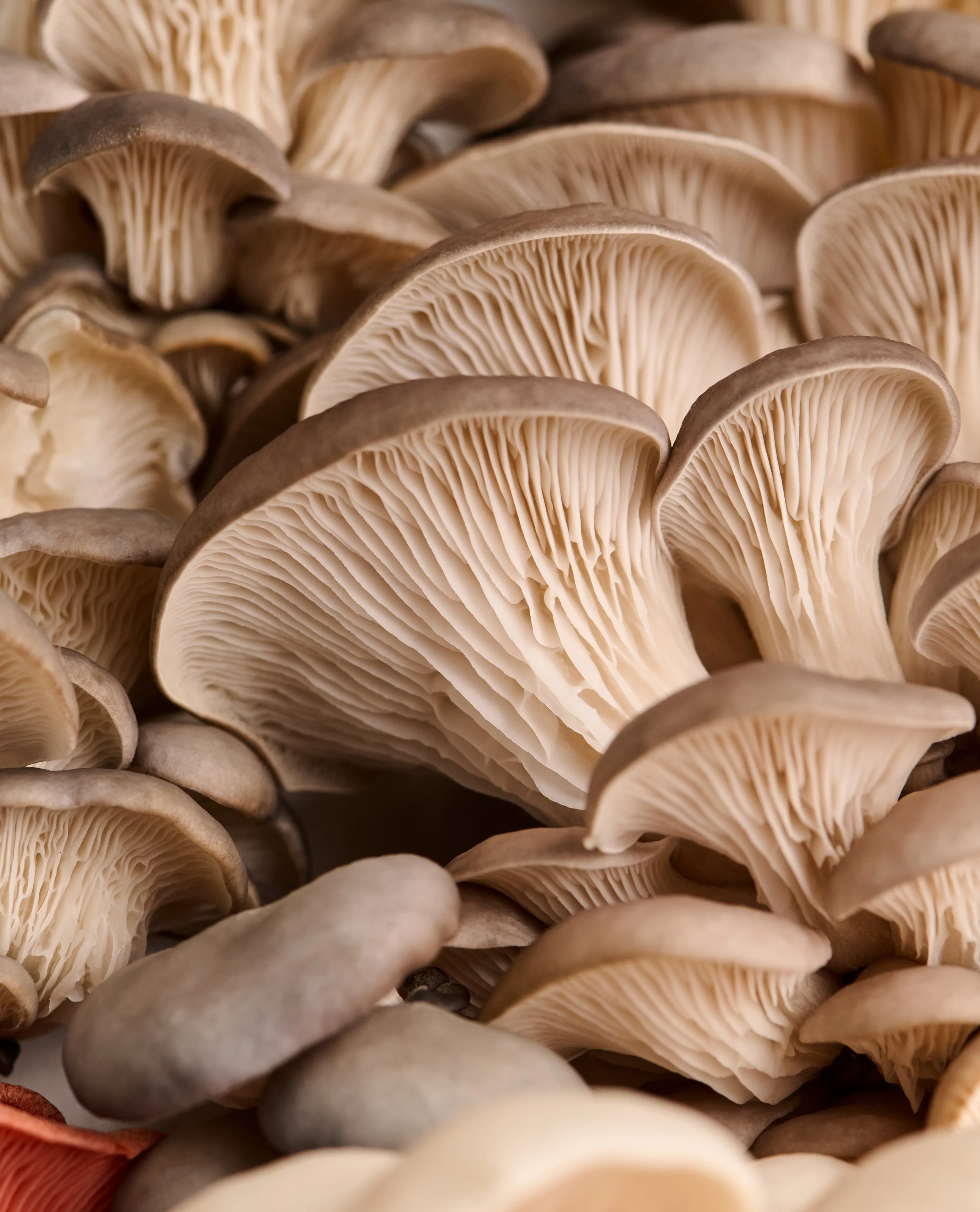 TM_Extra Recipes_Mushroom Incidentals_600.jpg