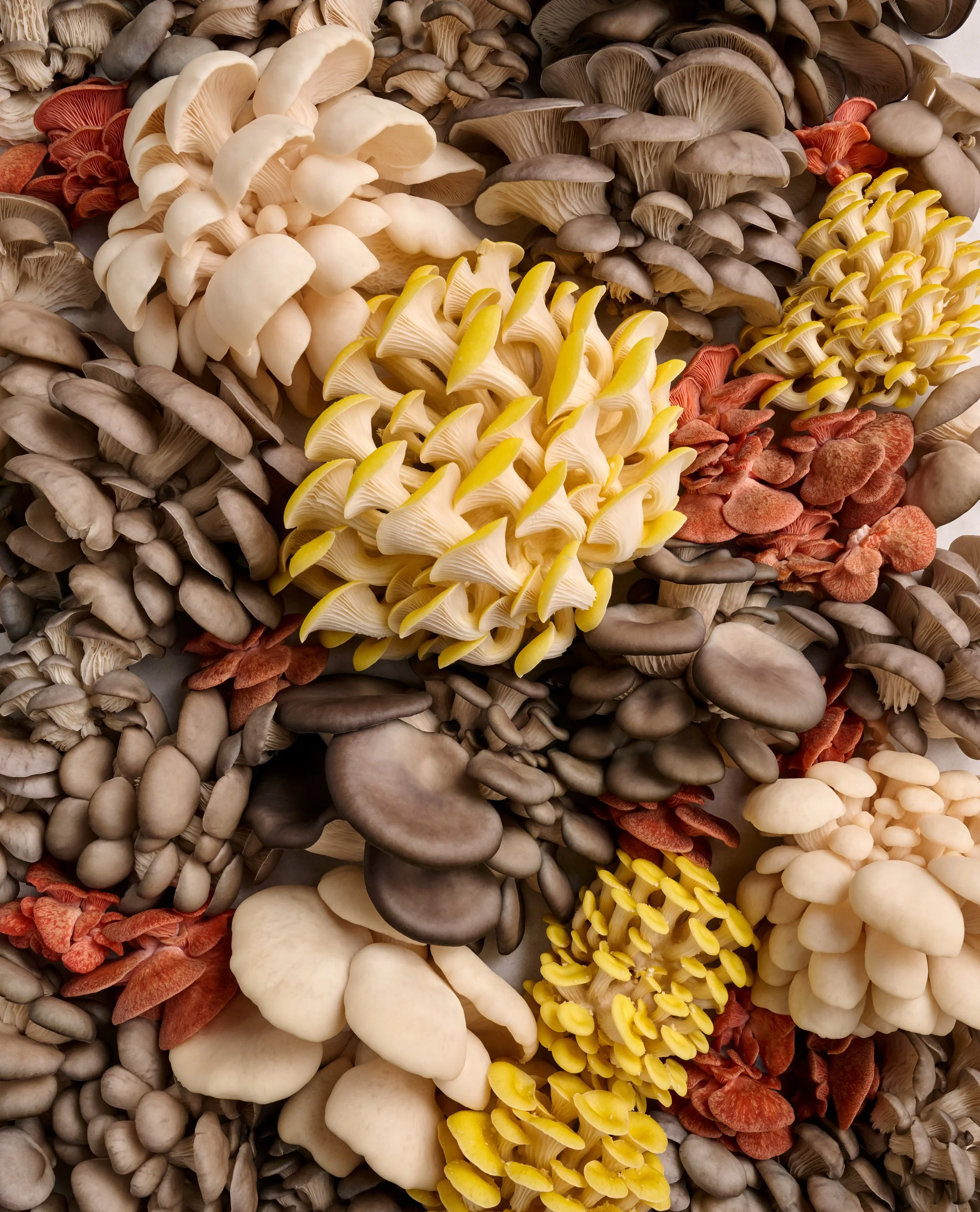 TM_Extra Recipes_Mushroom Incidentals_611_CROPPED.jpg