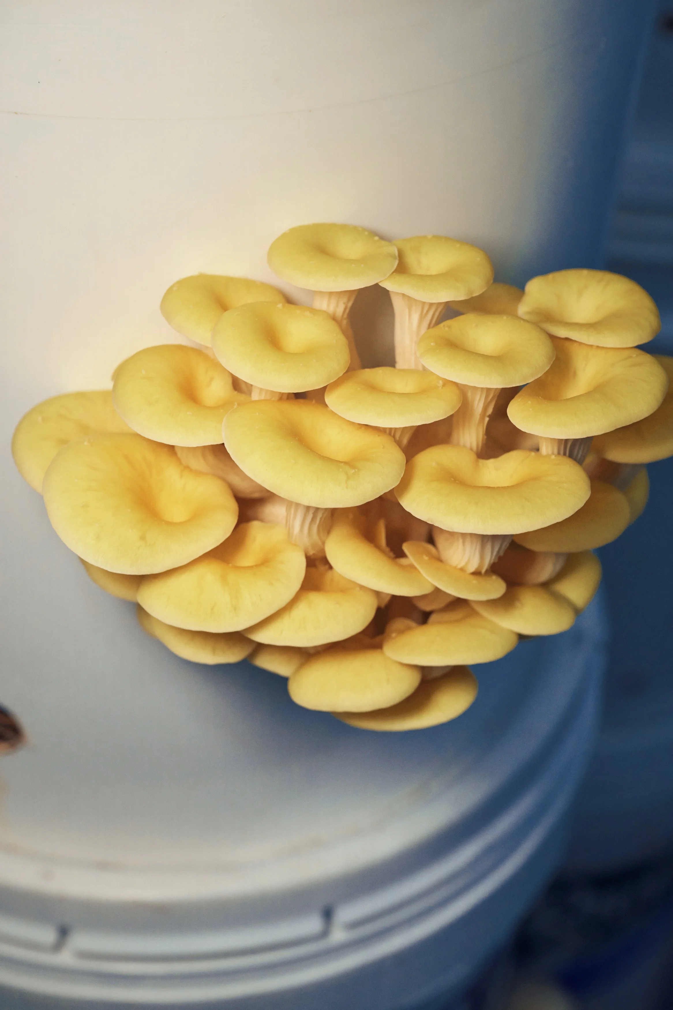 Mushroomery_Lion's mane project_1_809.jpg