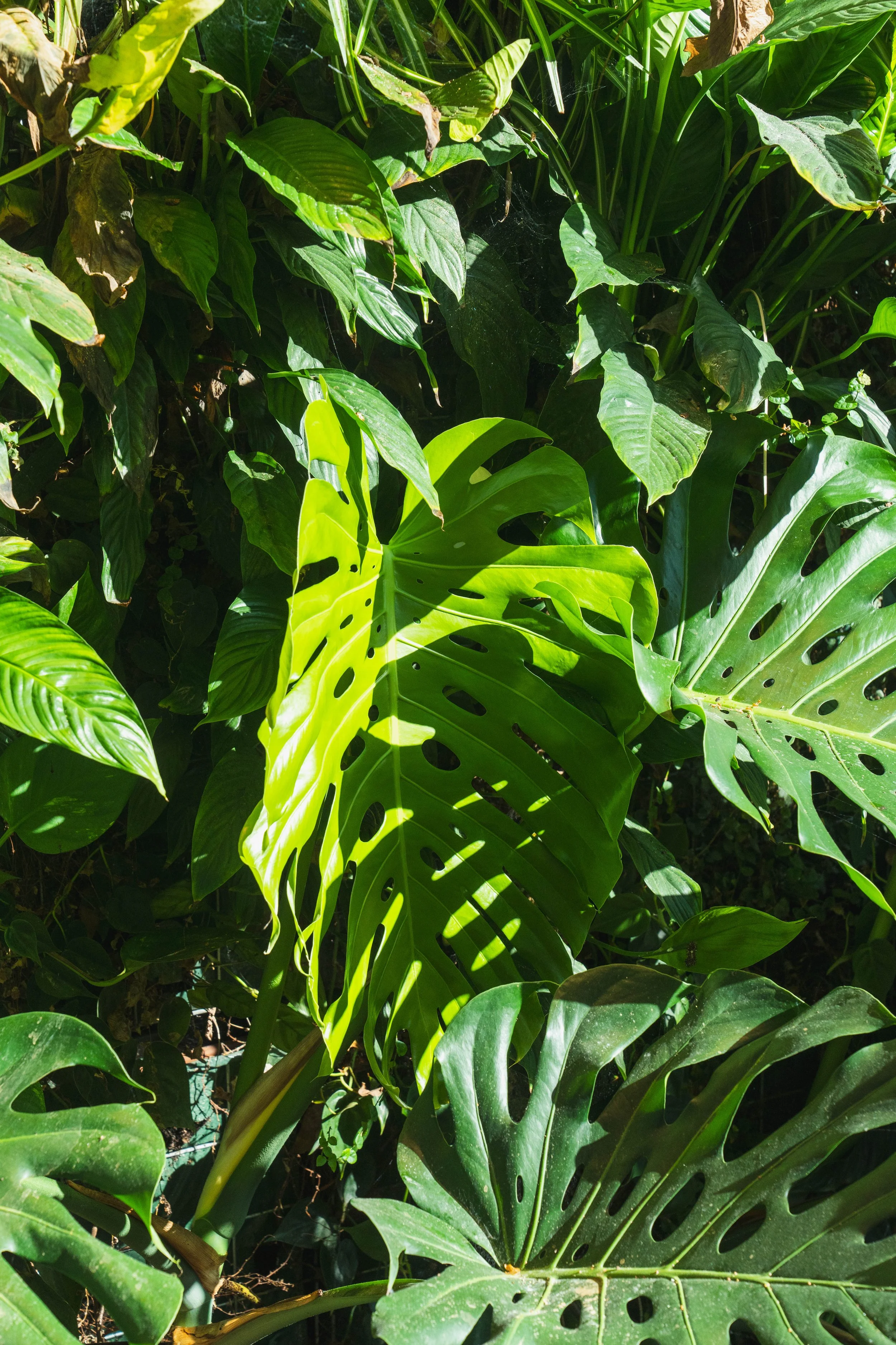 VIVERS TER 1022024.jpg