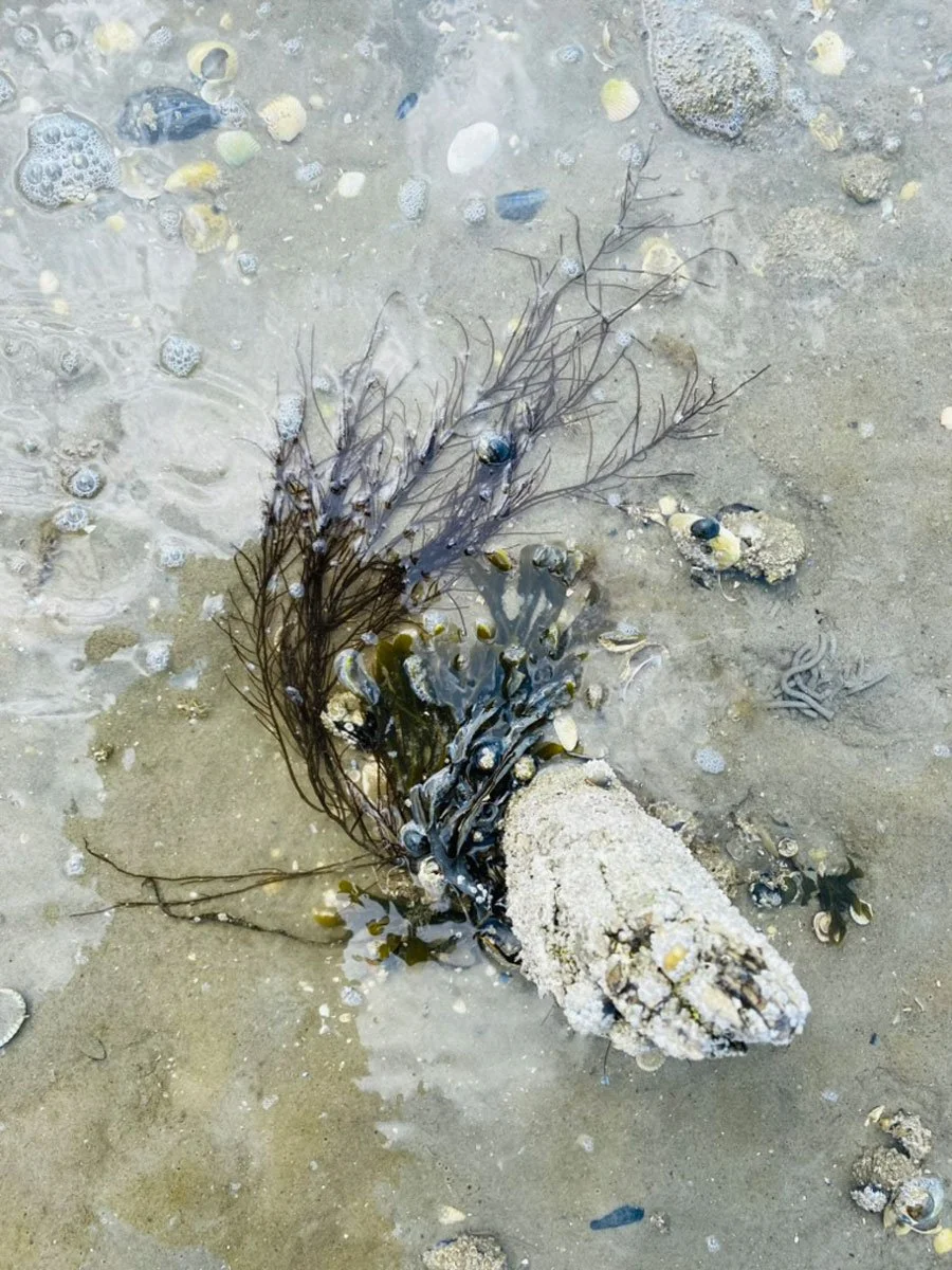 chala-kala-seaweed_movement2_1200px.jpg