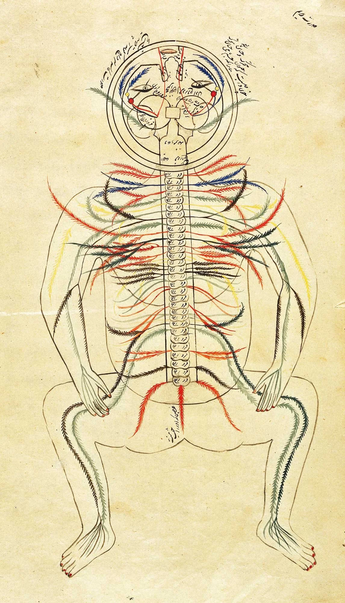 chala-kala-Human_figure,_venous_and_nervous_system_Wellcome.jpg