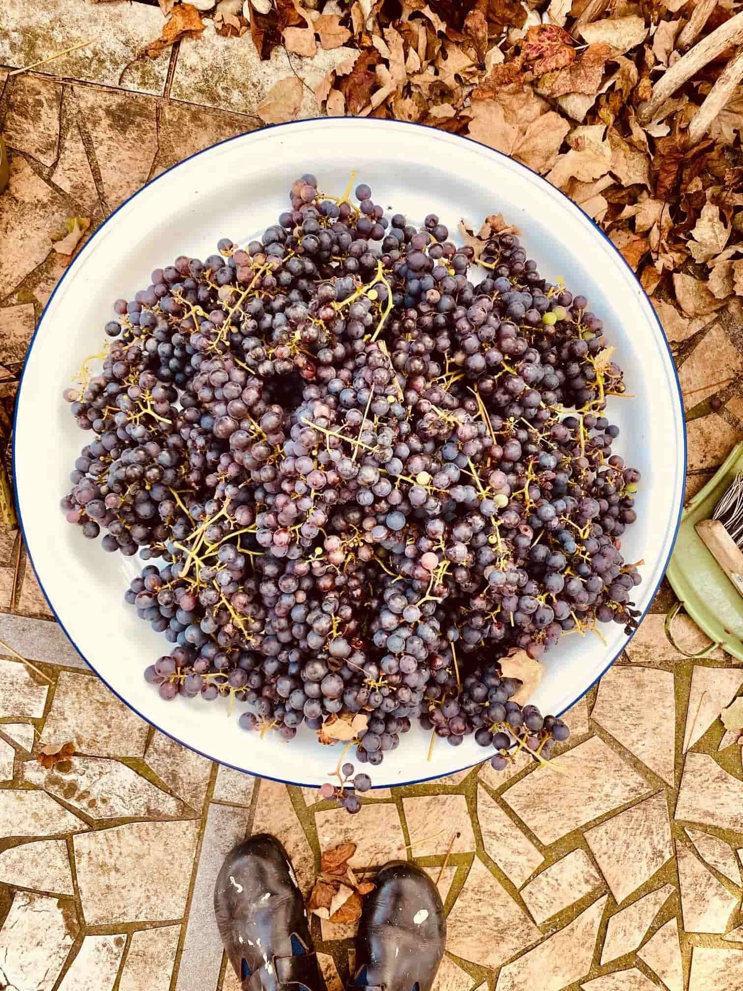 chala kala nutrition - grape harvest