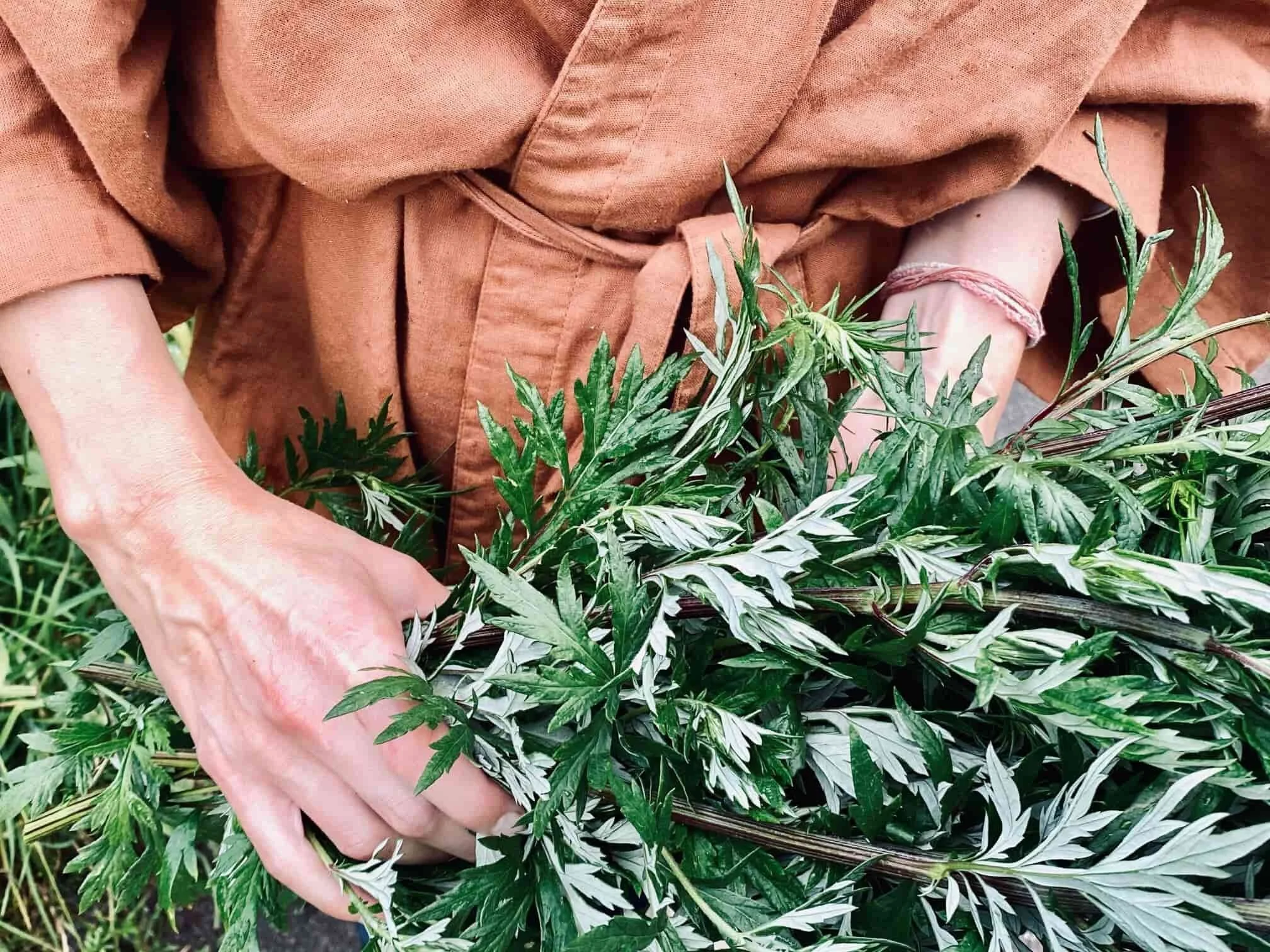 chala kala herbology - mugwort