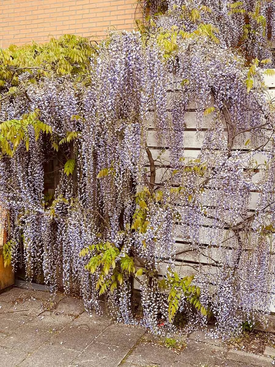 chala-kala-mrdu-wisteria-1200px.jpg
