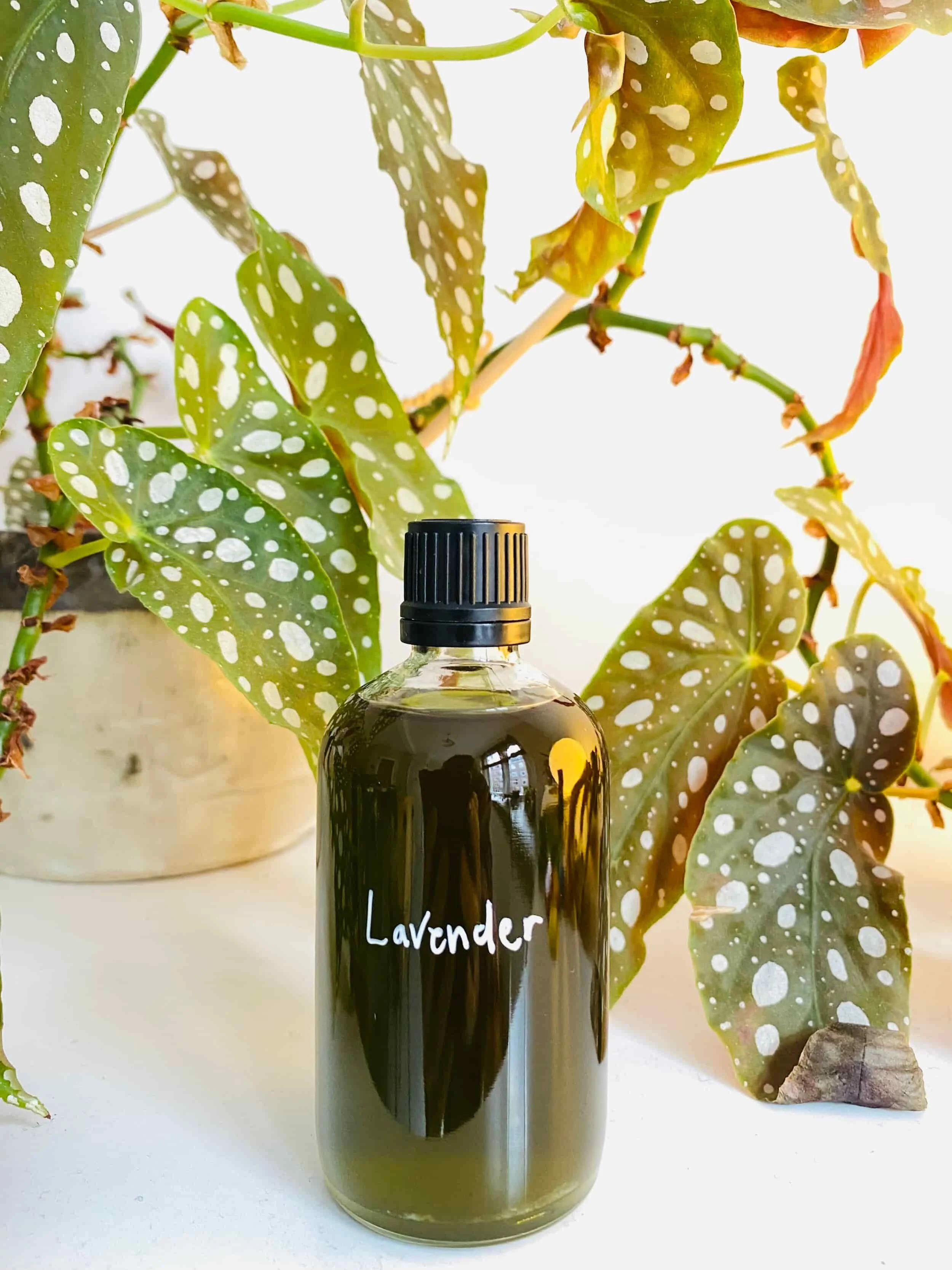 L A V E N D E R – oil for peace and balance