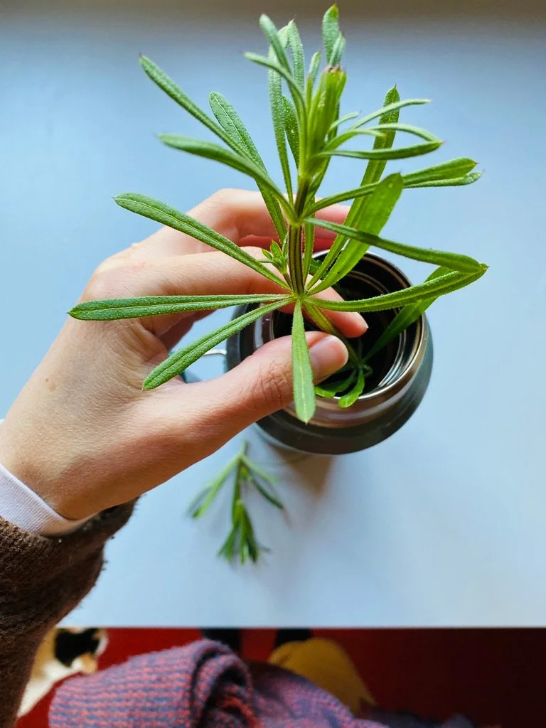 S P R I N G · D R I N K