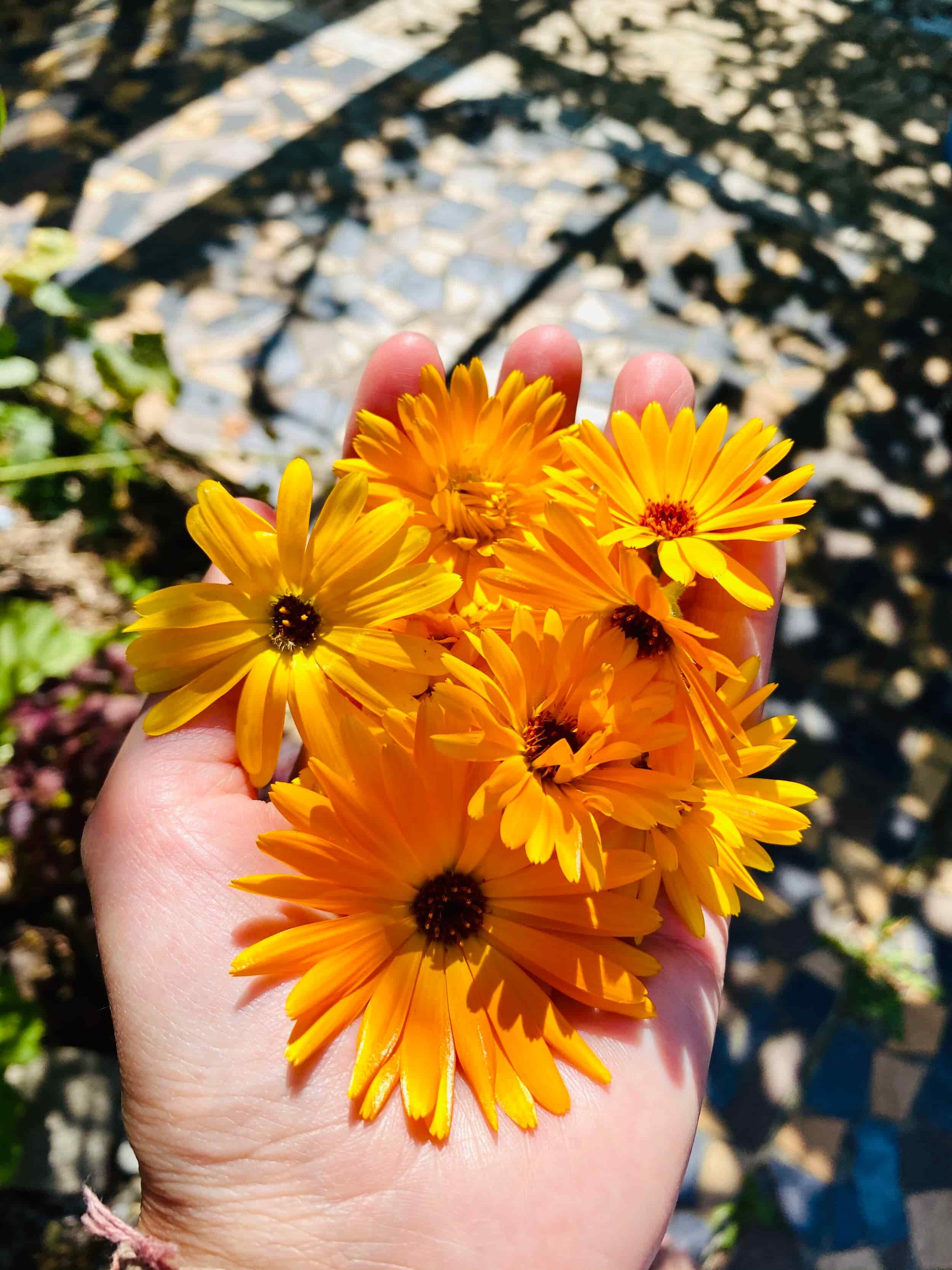 C A L E N D U L A - olie voor gevoelige huid & babymassage