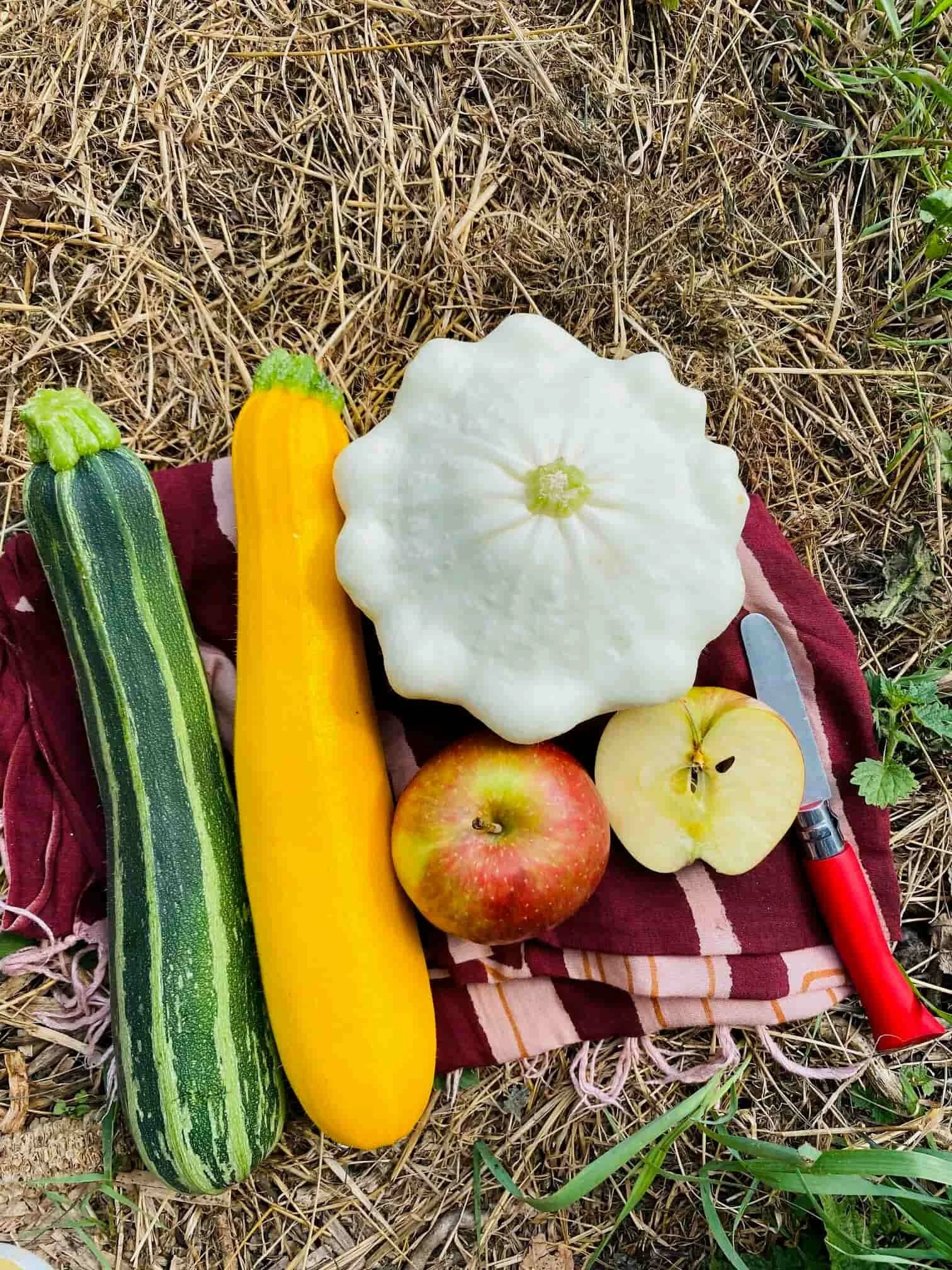 chala kala nutrition - harvesting vegetables