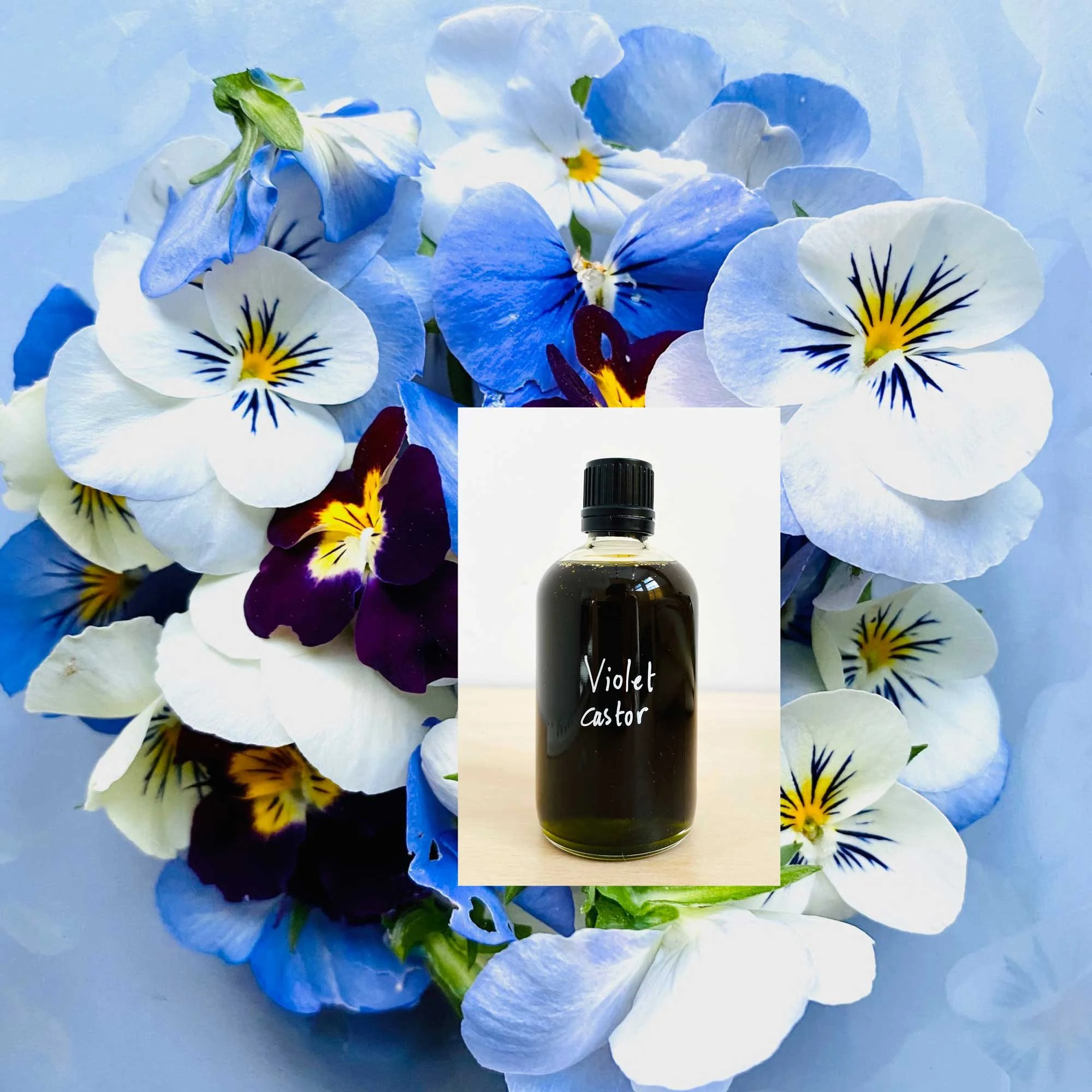 V I O L E T   C A S T O R - for stagnation in belly, womb or breast tissue