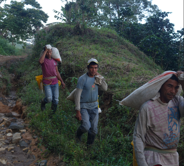 Pourquoi pré-financer les récoltes de café ?