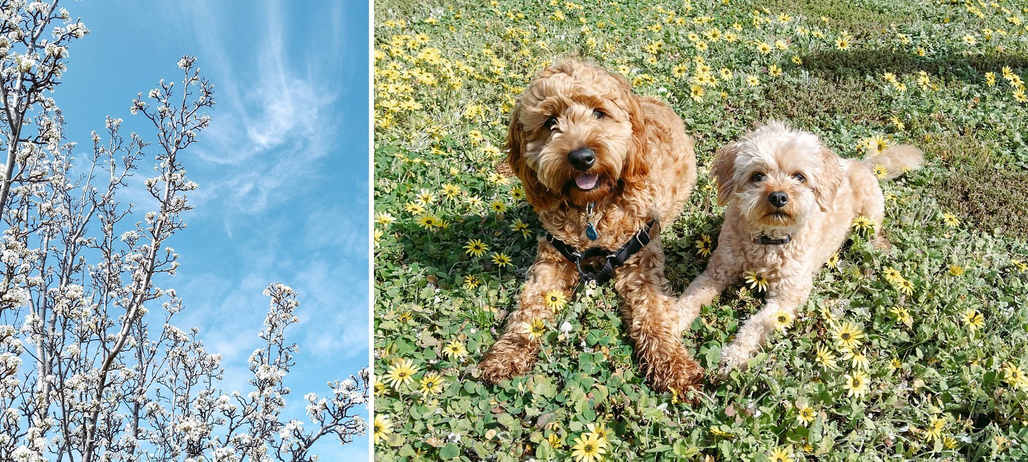  Ollie is so big now! He’s eight and a half months old and already 13kg! 