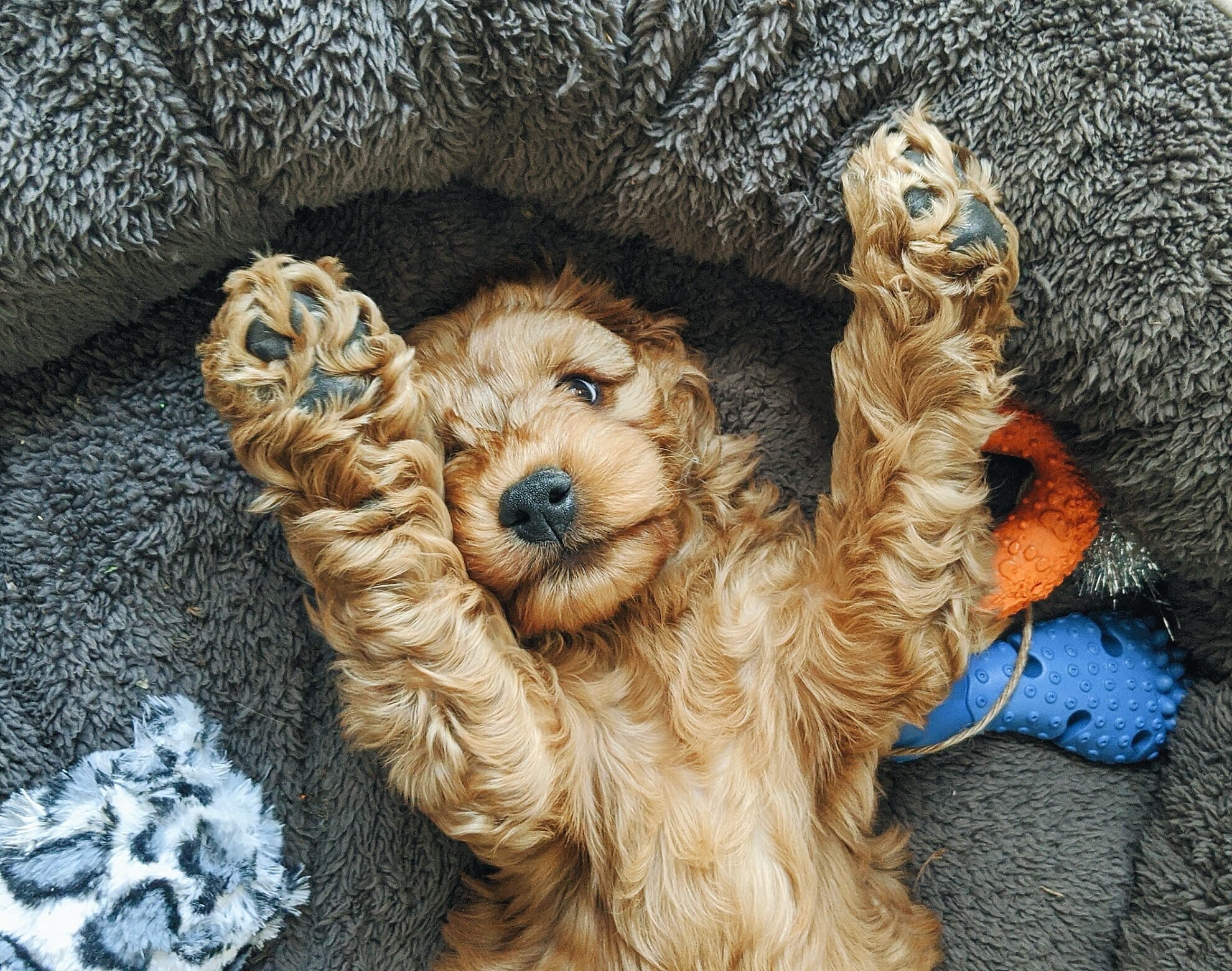 Spoodle Puppy Melbourne_0071.jpg