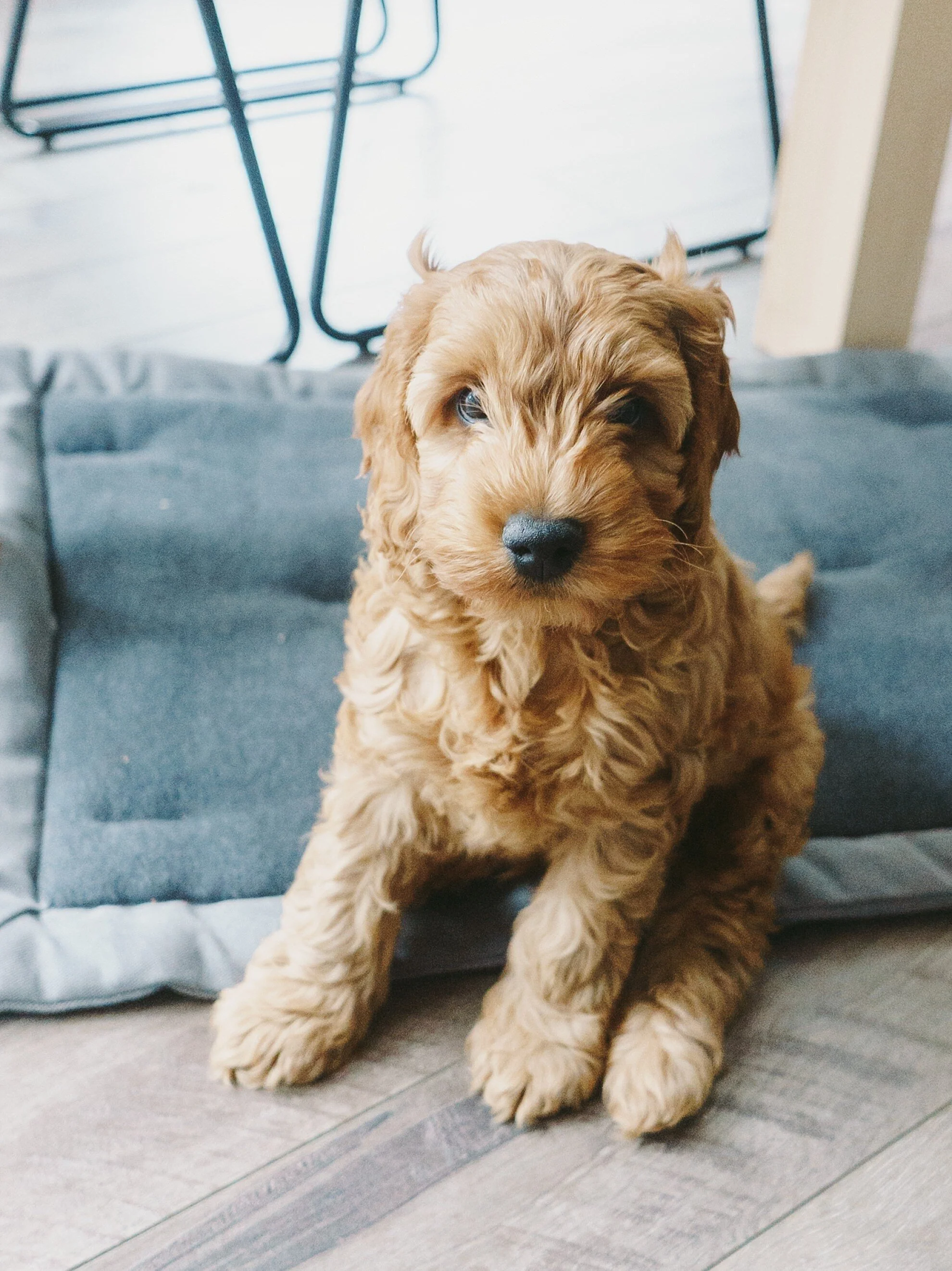Spoodle Puppy Melbourne_0063.jpg