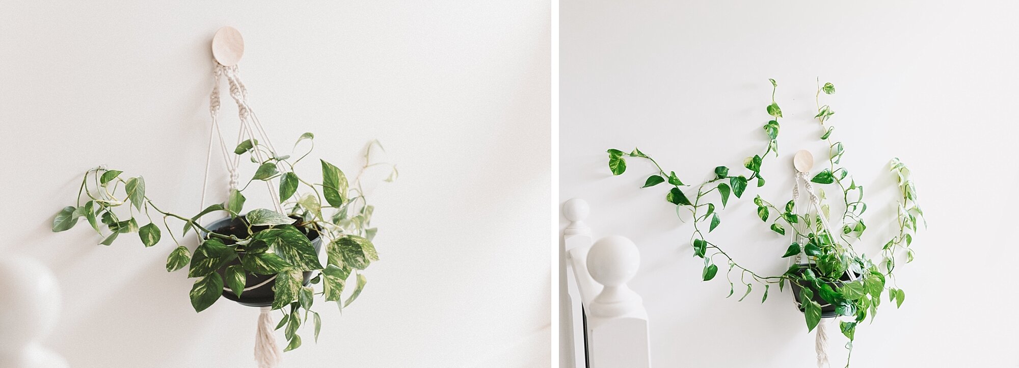  The original Devil’s Ivy, when I first hung it up, and after 4-5 months of insane growth! Rigth before it died on me *insert tears here* 