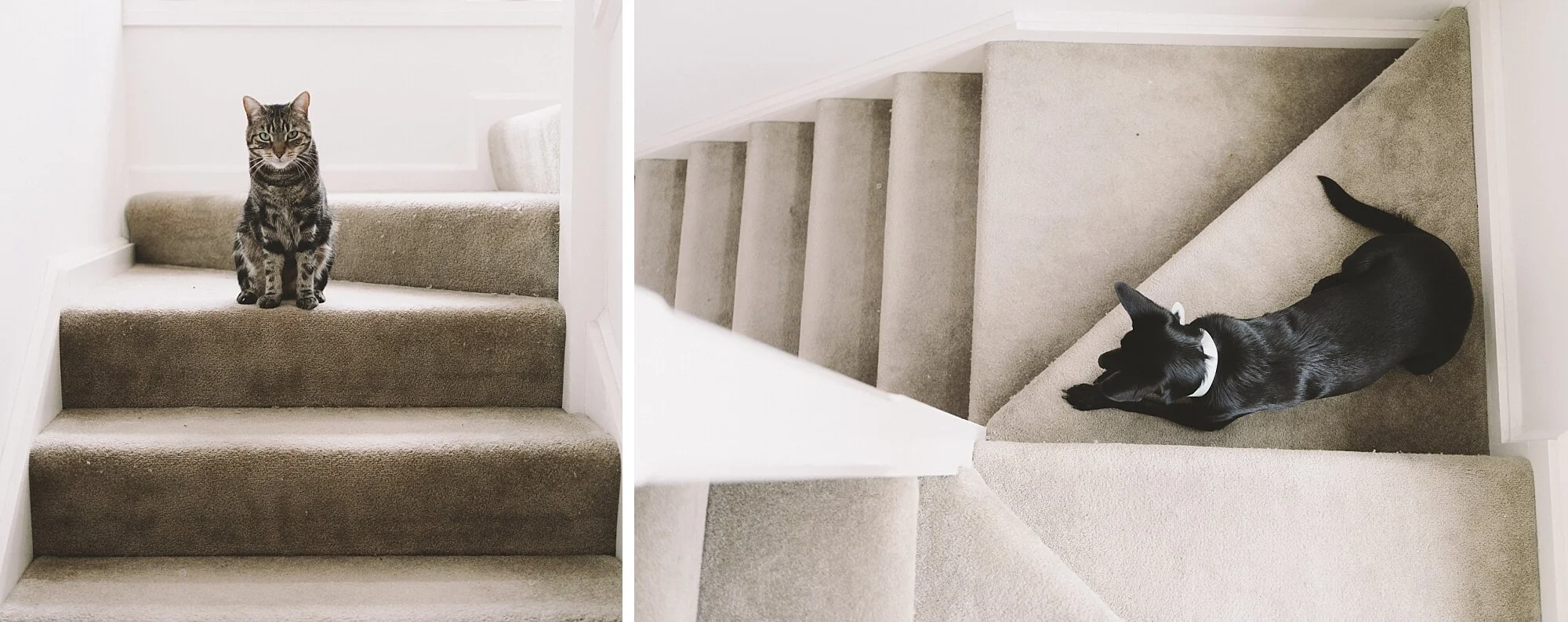  Even our doggo friend Lucy loves the staircase! 