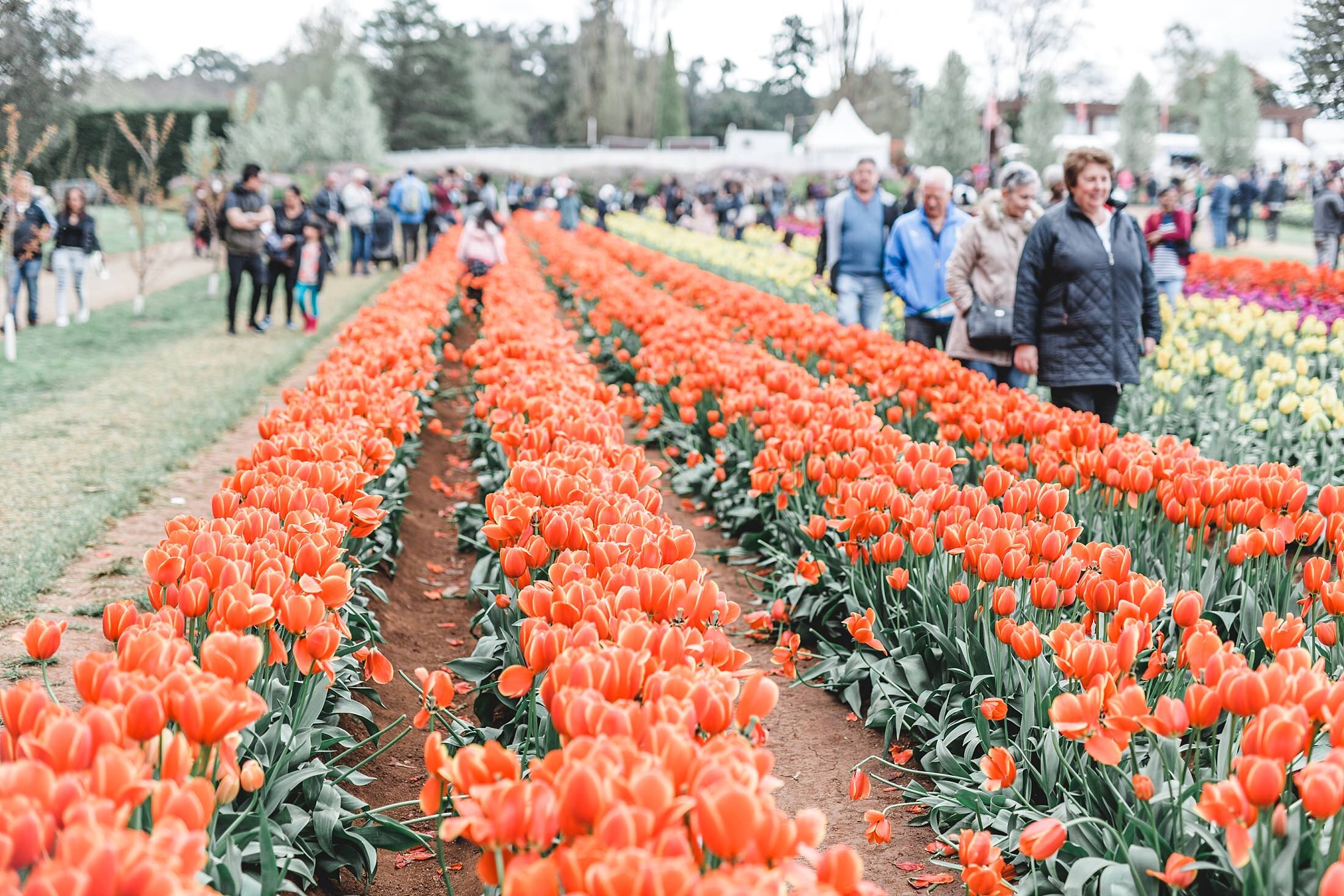 Tulip Festival Dandenong-37.jpg