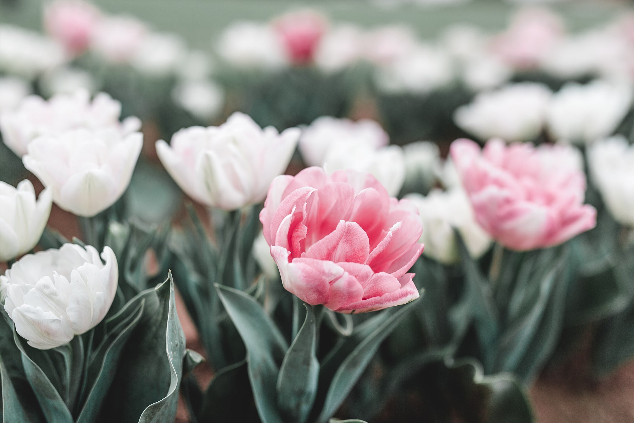 Tulip Festival Dandenong-17.jpg
