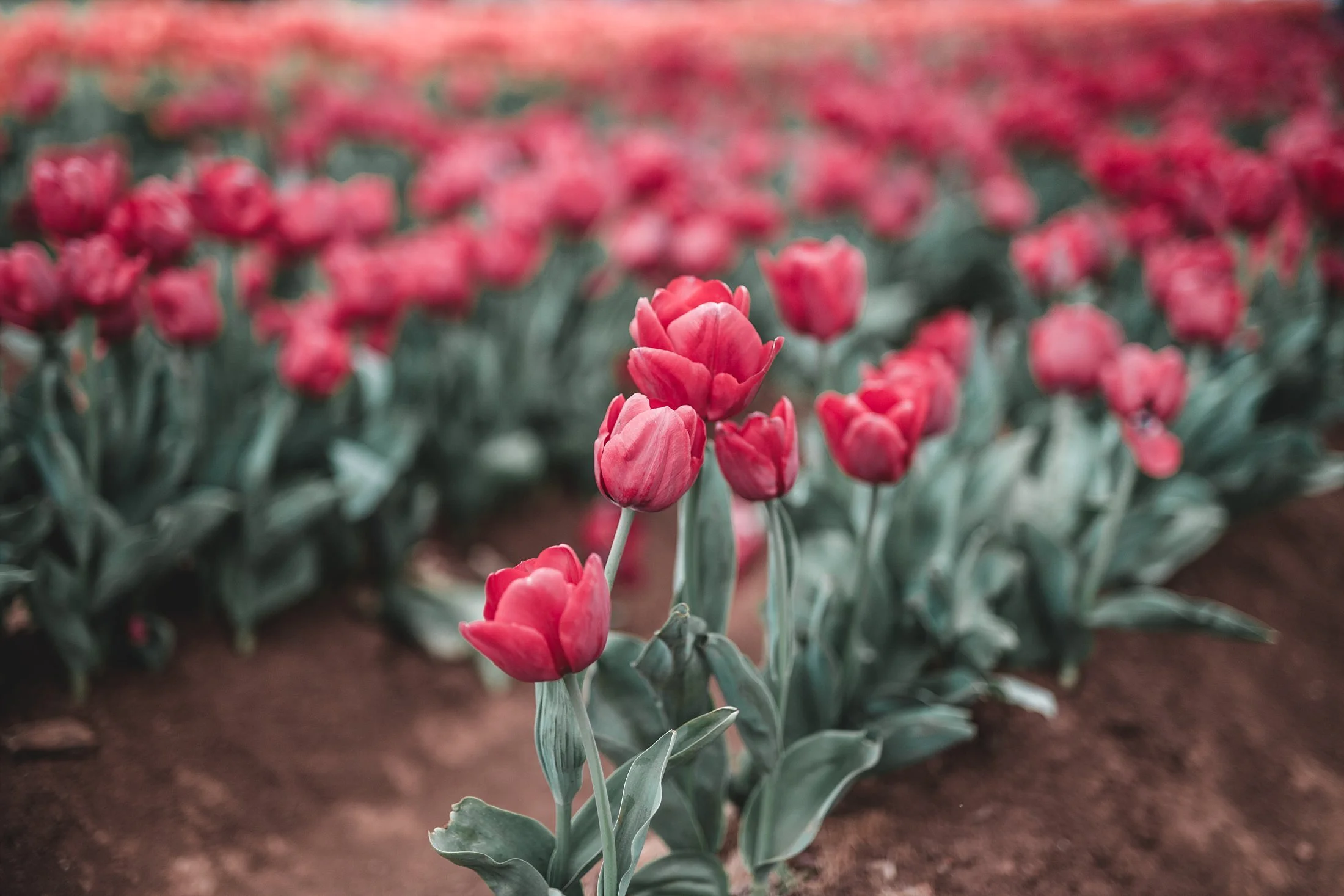 Tulip Festival Dandenong-24.jpg
