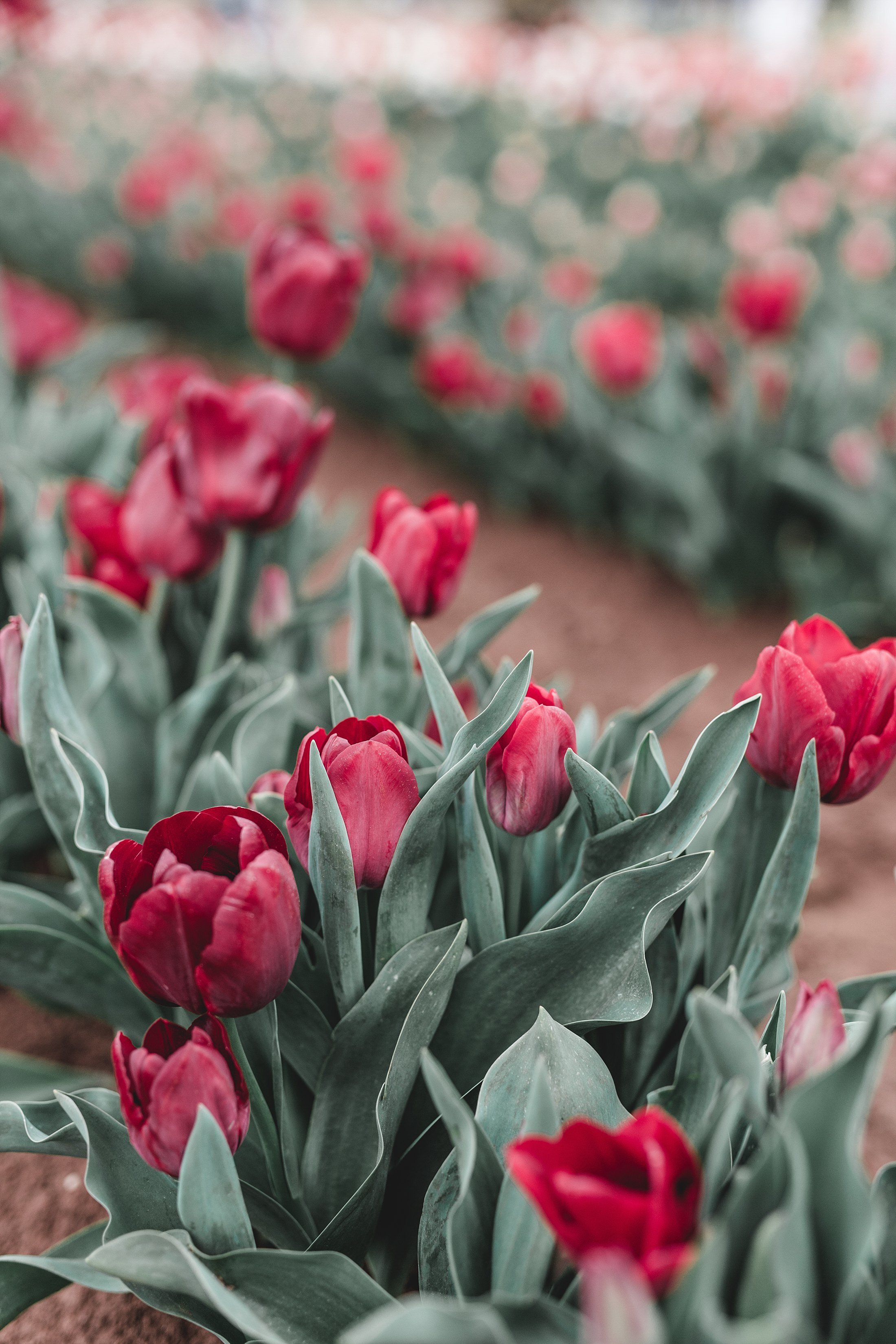 Tulip Festival Dandenong-18.jpg